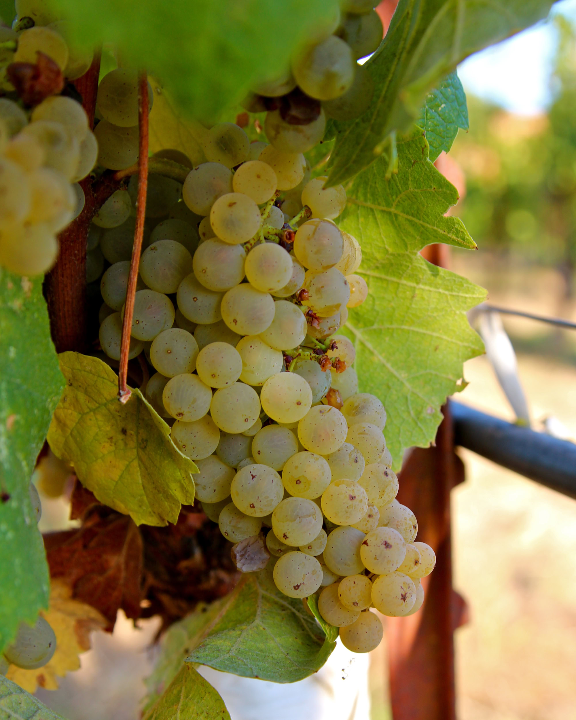 Close-up of ripe white wine grapes on the vine in Lodi, California, ready for harvest.
