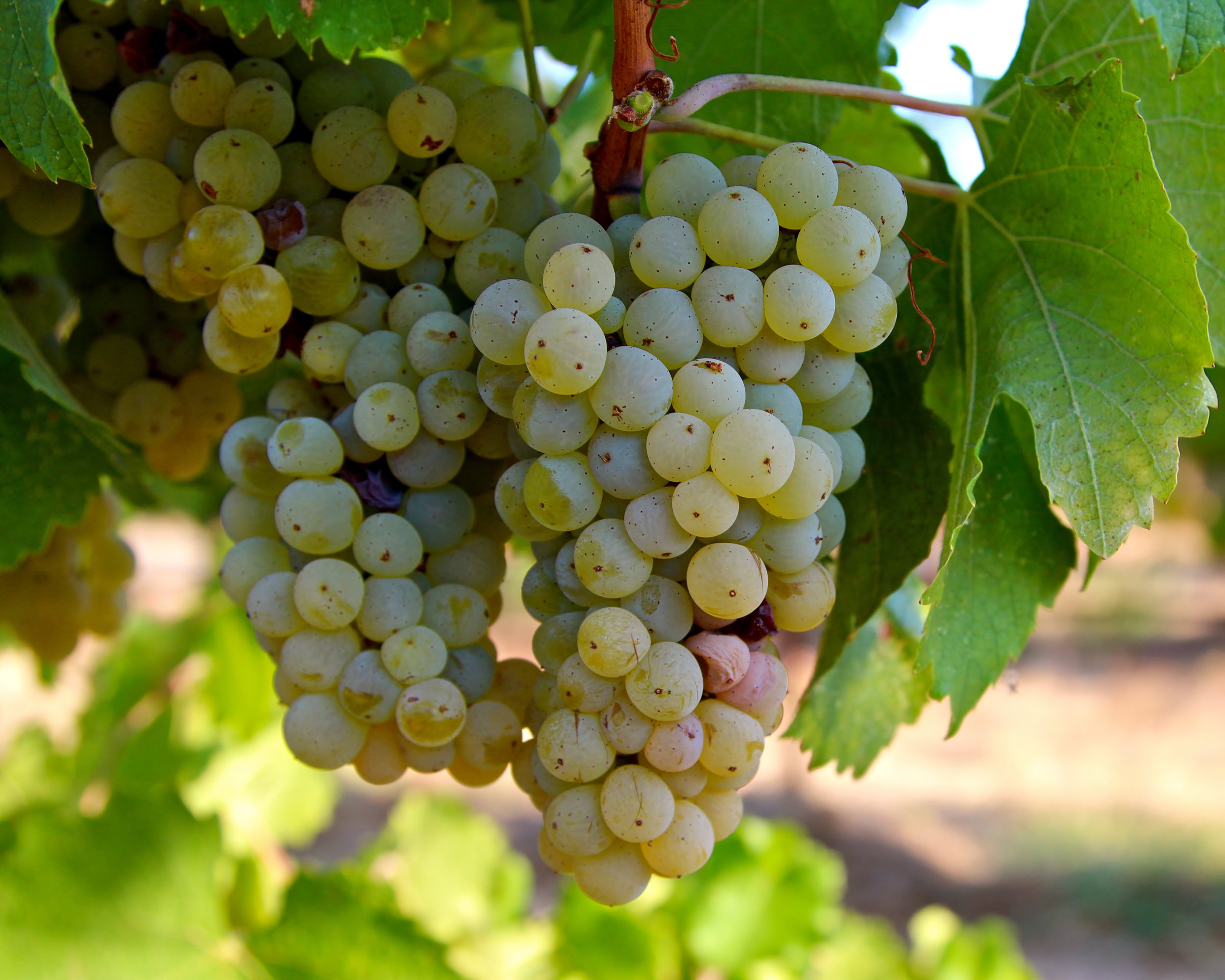Close-up of a ripe white wine grape cluster on the vine in Lodi, California.