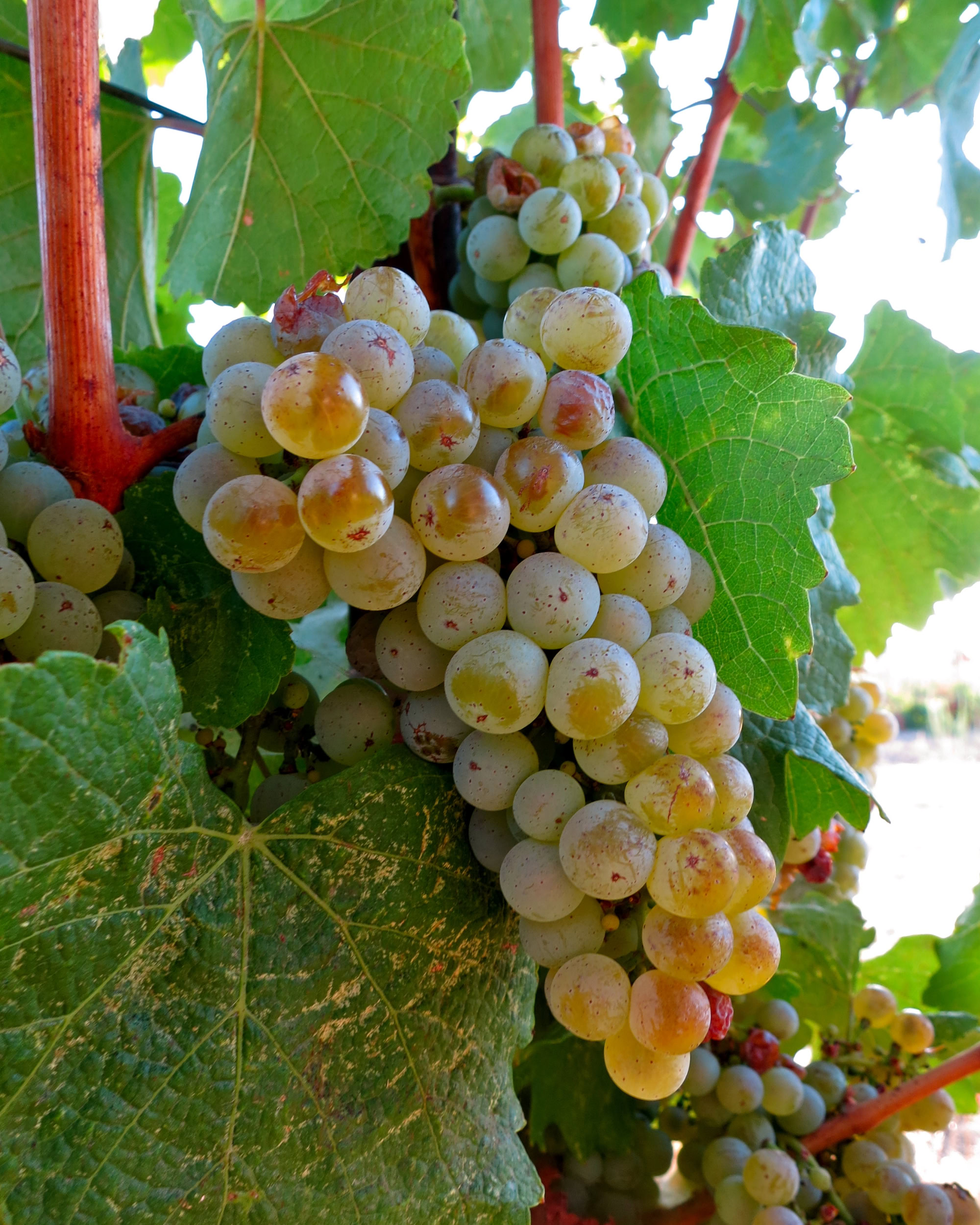 Close-up of ripe white wine grapes on vine in Lodi, California, ready for harvest.