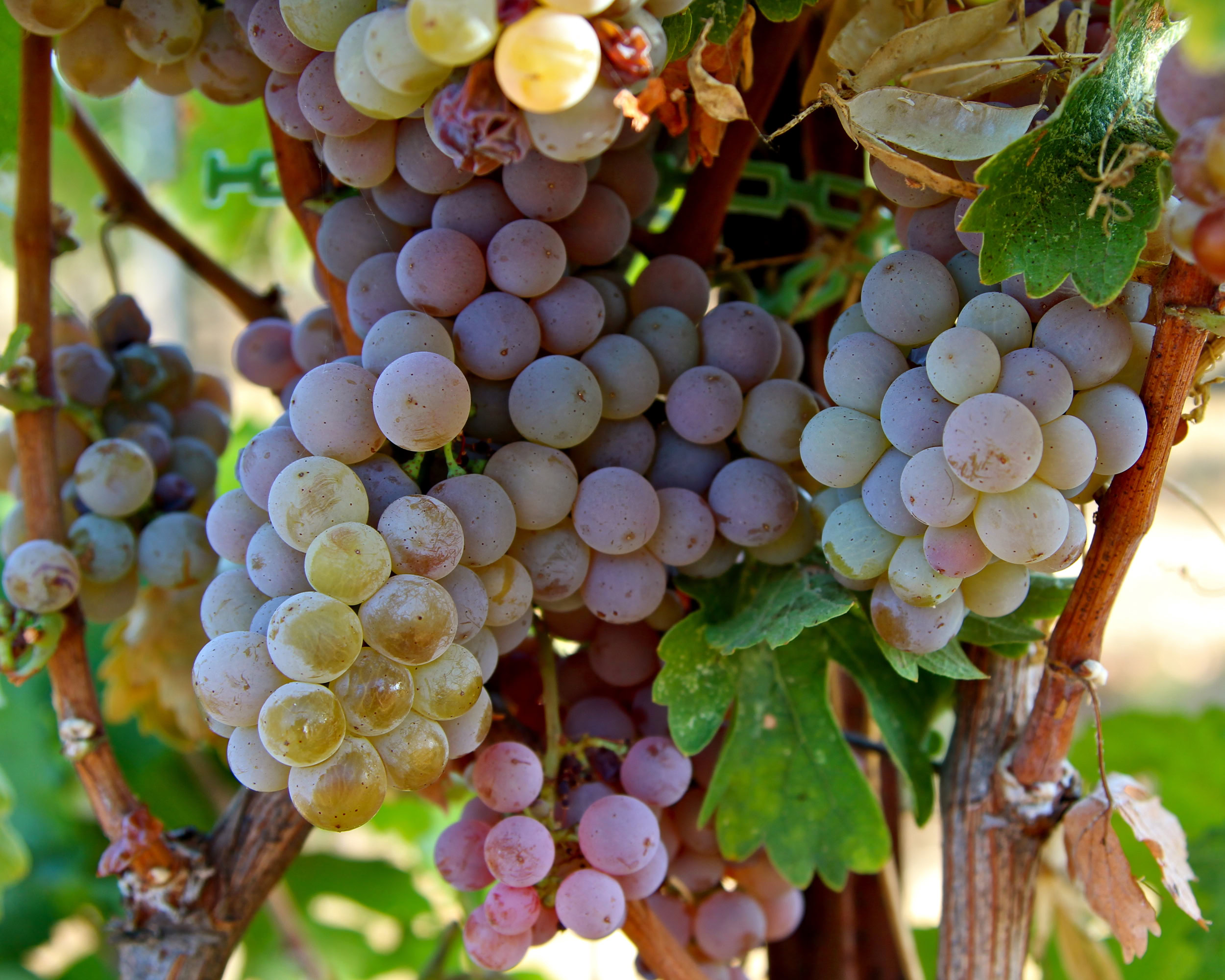 Close-up of ripe winegrapes hanging on the vine in Lodi, California, showcasing healthy grape clusters for winemaking.