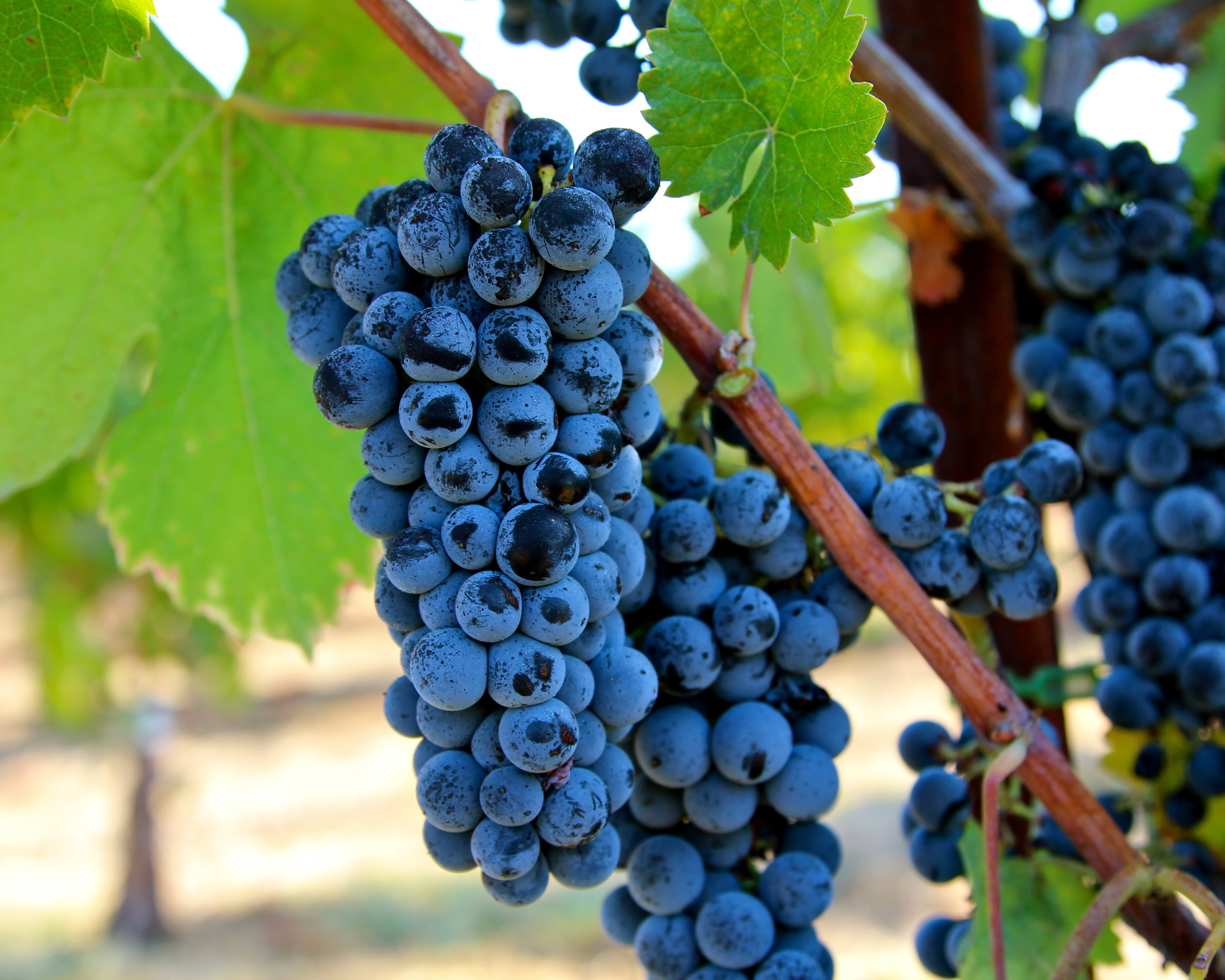 Close-up of ripe dark purple winegrapes hanging on a vine in Lodi, California.