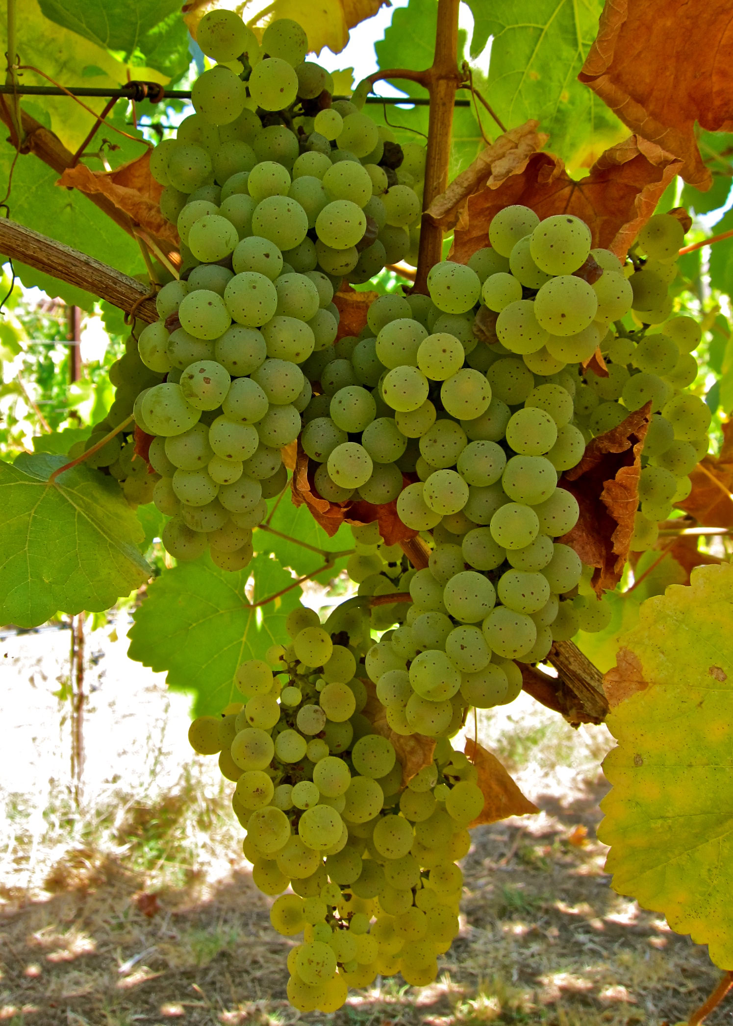 Close-up of a ripe green winegrape cluster on the vine in Lodi, California.