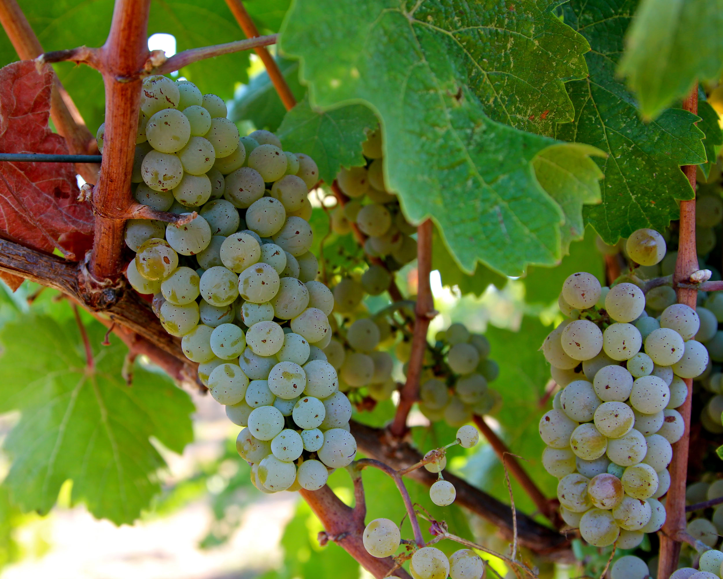 Close-up of ripe white wine grapes on vine with green leaves in Lodi, California.