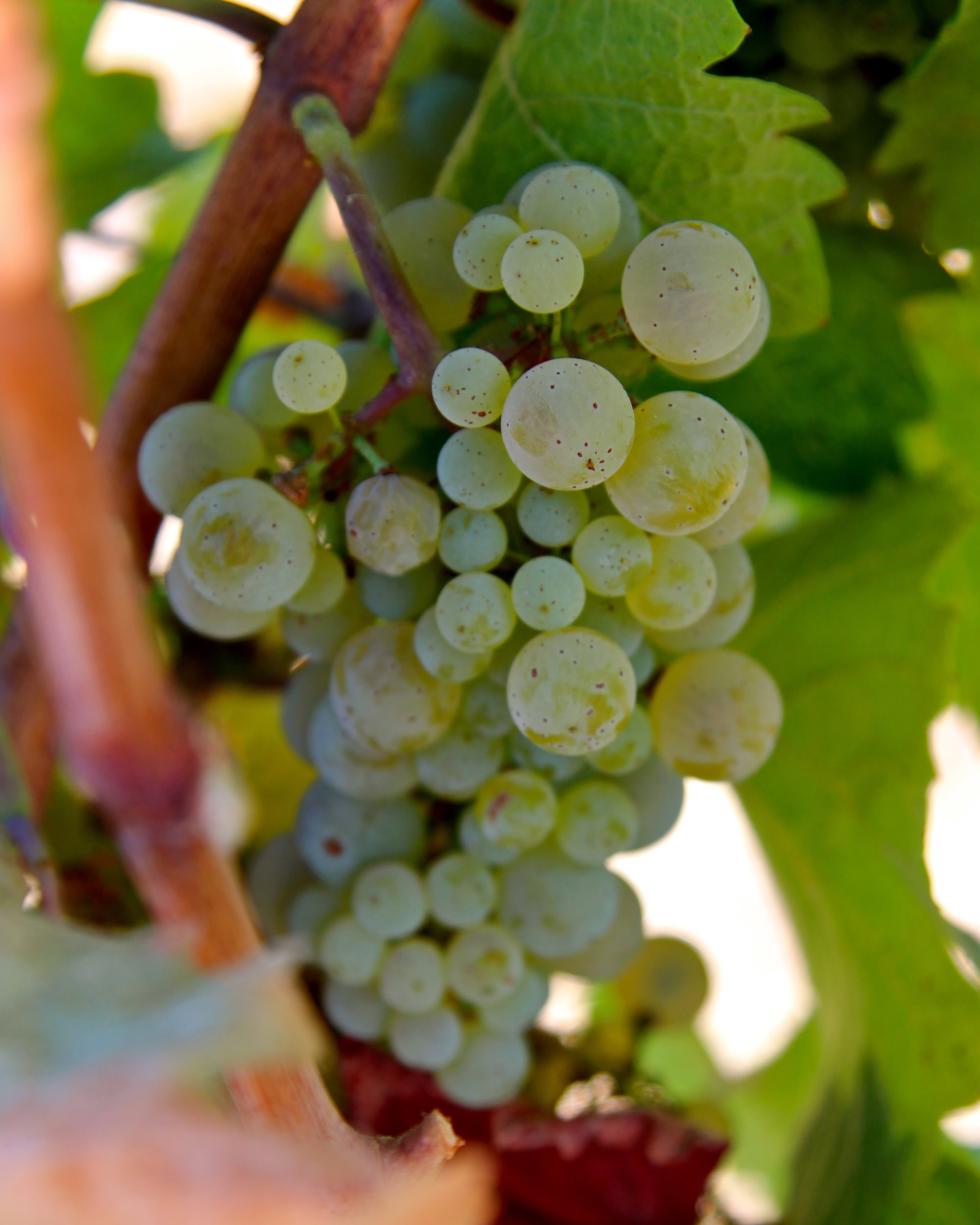 Close-up of a cluster of ripe white wine grapes on the vine in Lodi, California.