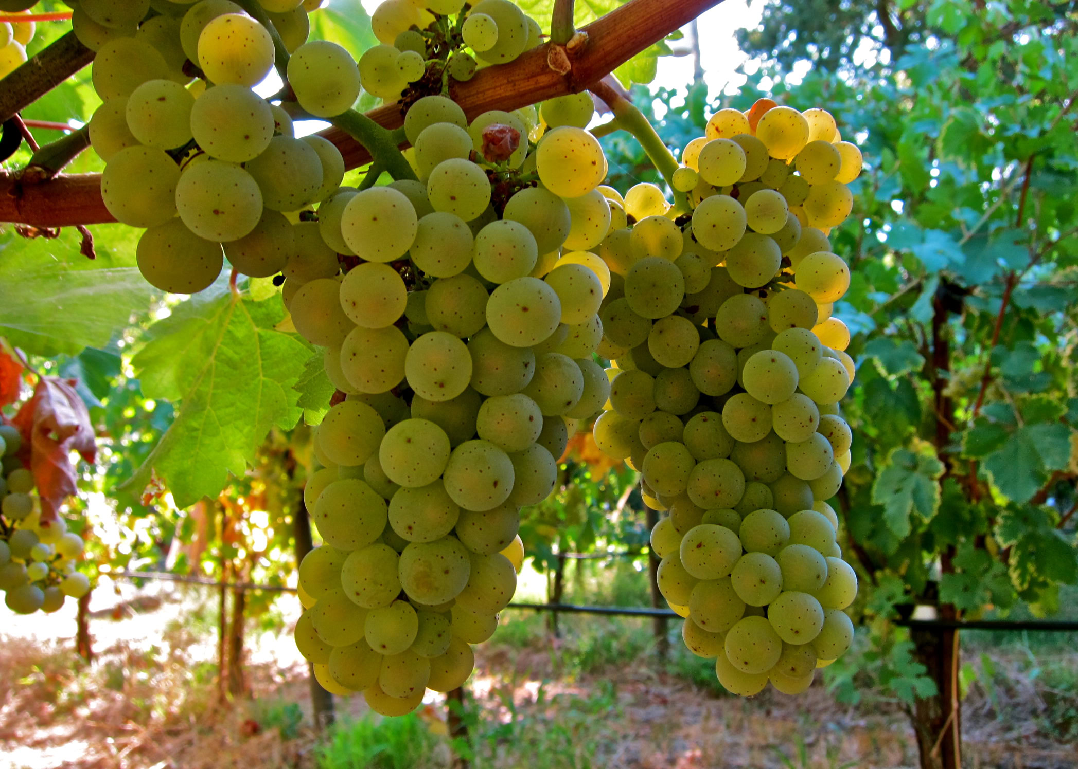 Close-up of a ripe white wine grape cluster hanging from a vine in Lodi, California.