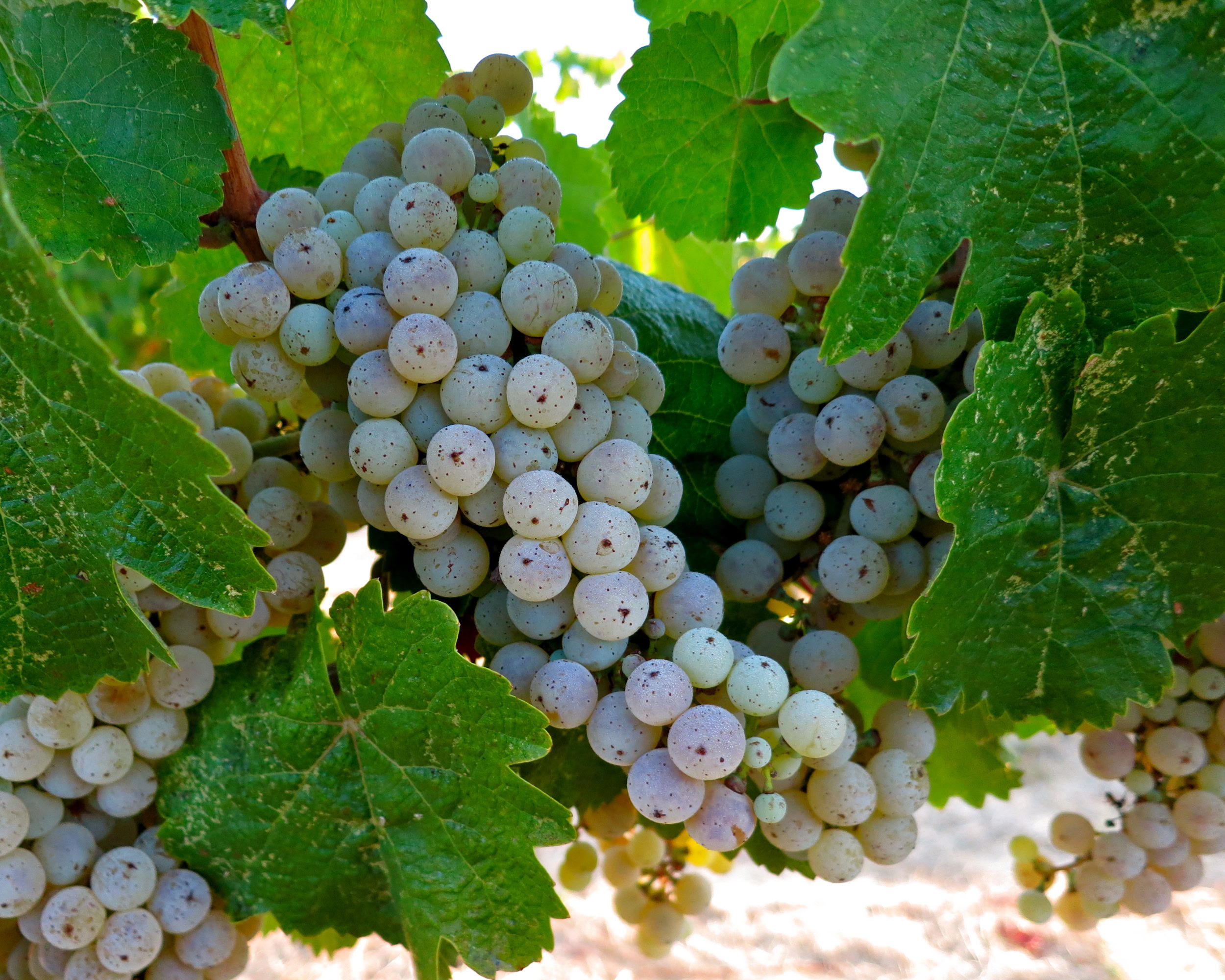 Close-up of ripe white wine grapes on the vine with green leaves in Lodi, California.