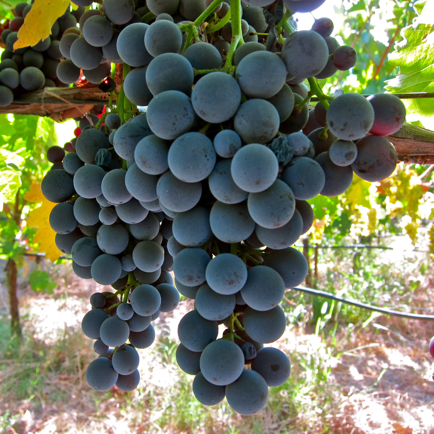 Close-up of ripe dark purple wine grapes hanging on the vine in Lodi, California.