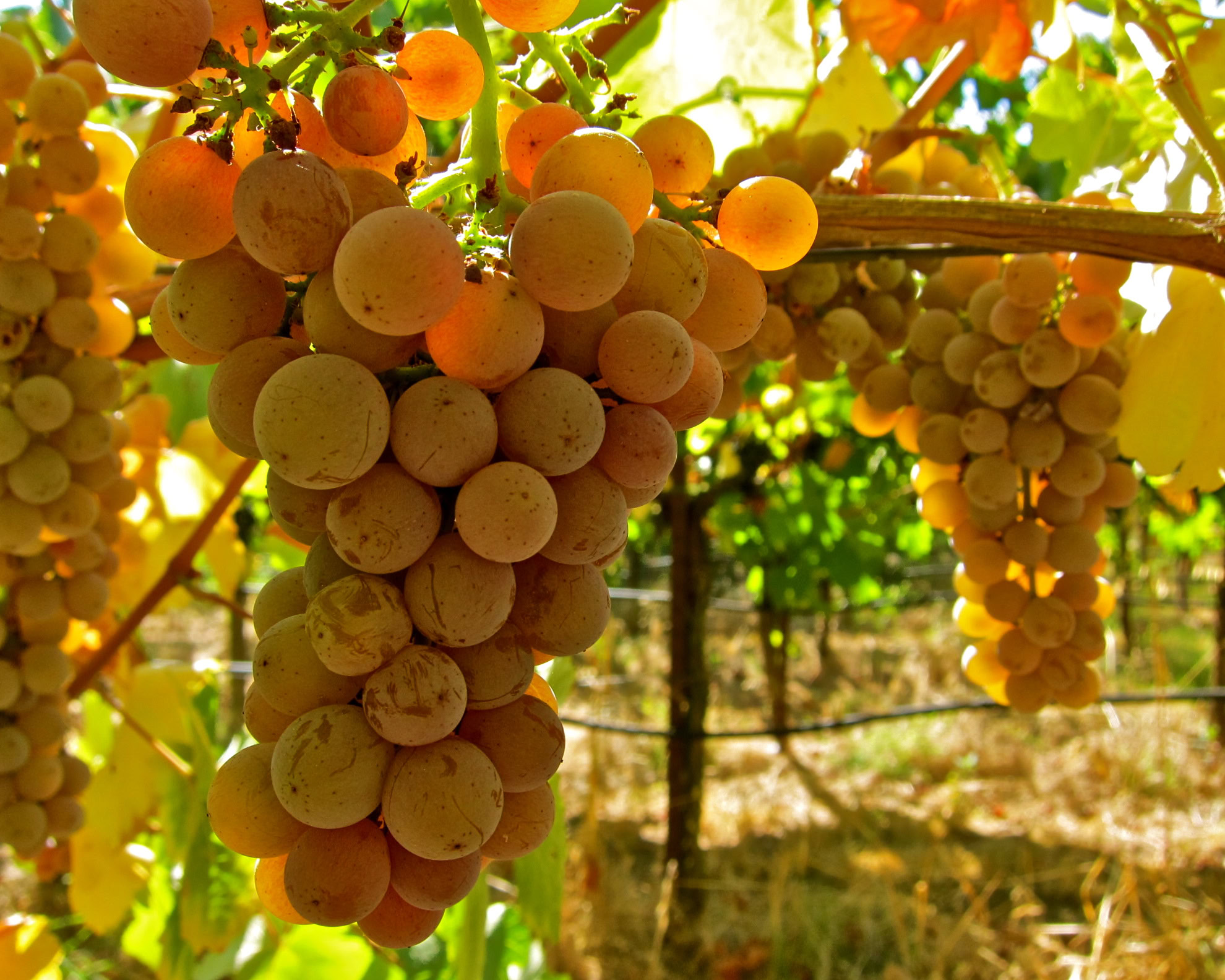 Close-up of ripe wine grapes hanging on the vine in Lodi, California.