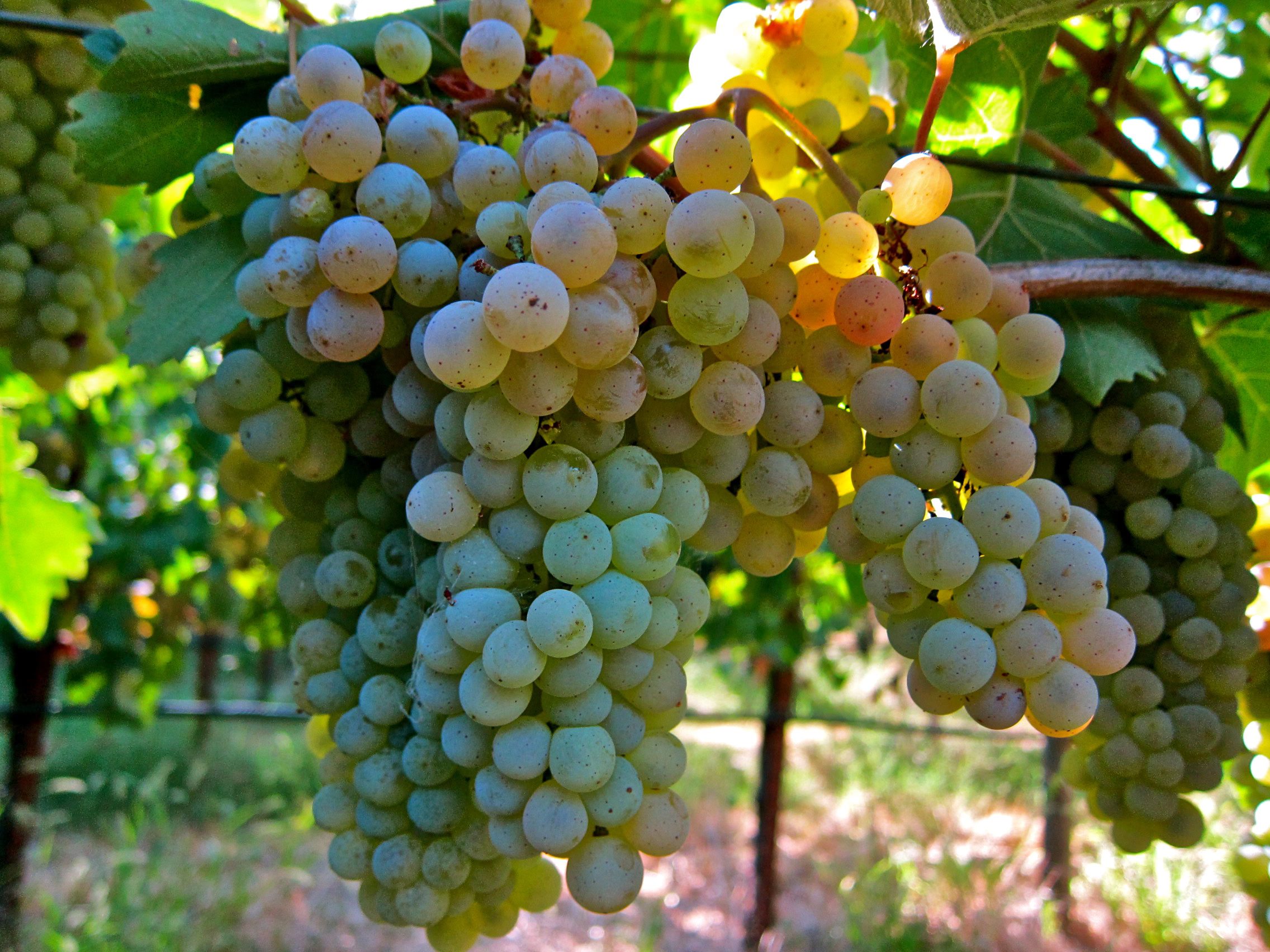Close-up of ripe white wine grapes on the vine in Lodi, California, ready for harvest.