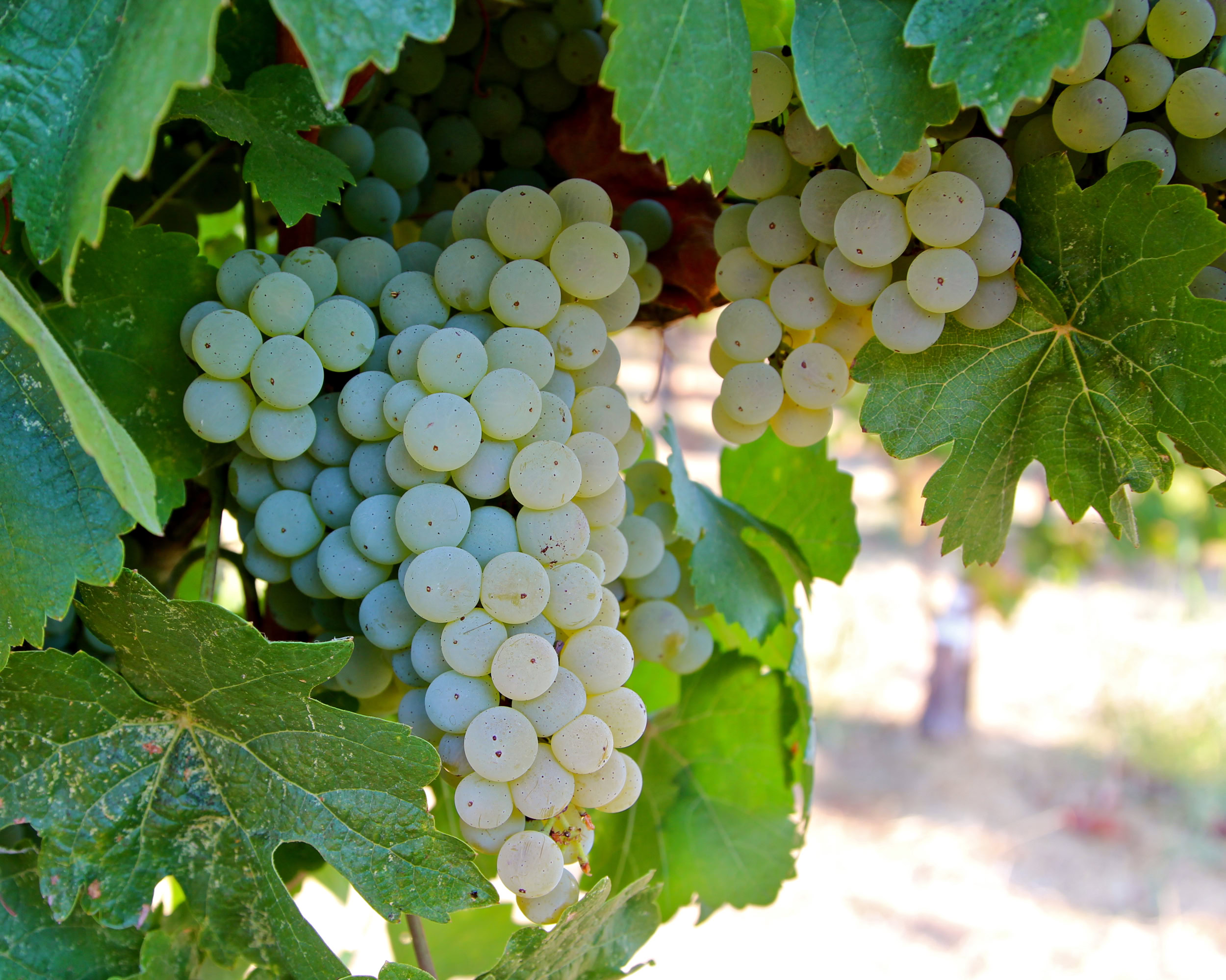 Close-up of a ripe white wine grape cluster on the vine in Lodi, California.