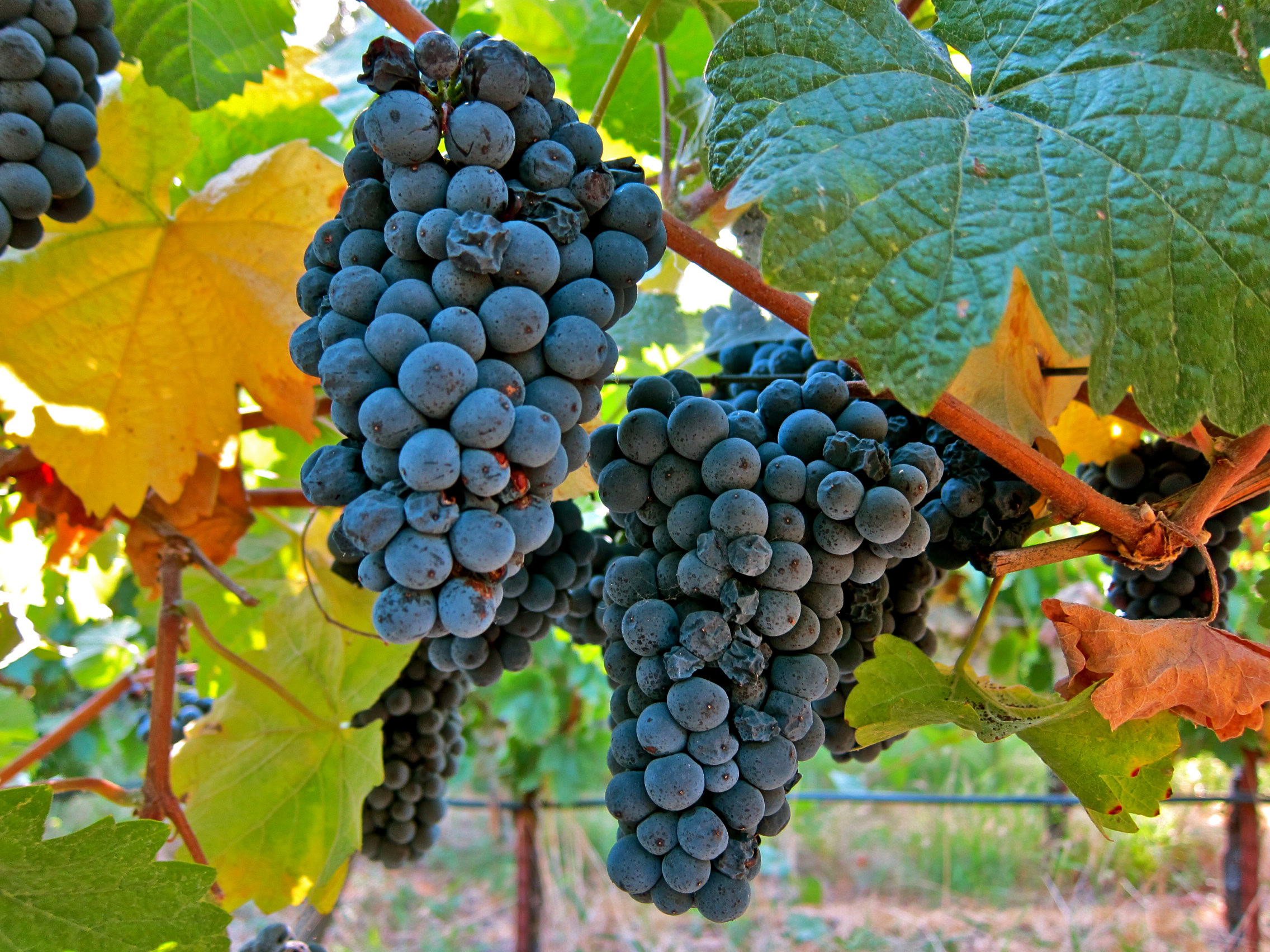 Close-up of ripe dark purple winegrapes hanging on vine with green and yellow leaves.