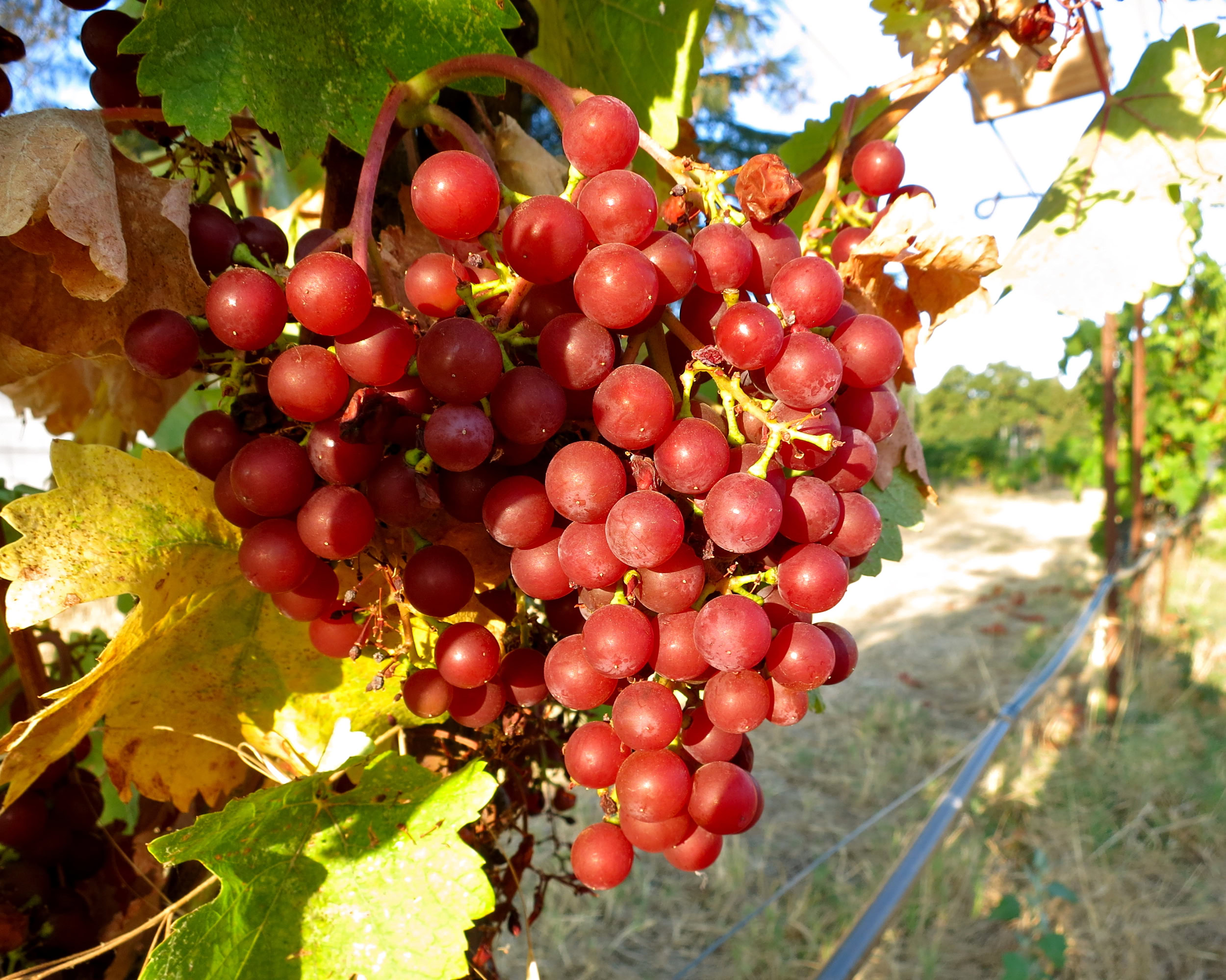 Close-up of ripe red wine grapes on the vine in Lodi, California, during harvest season.
