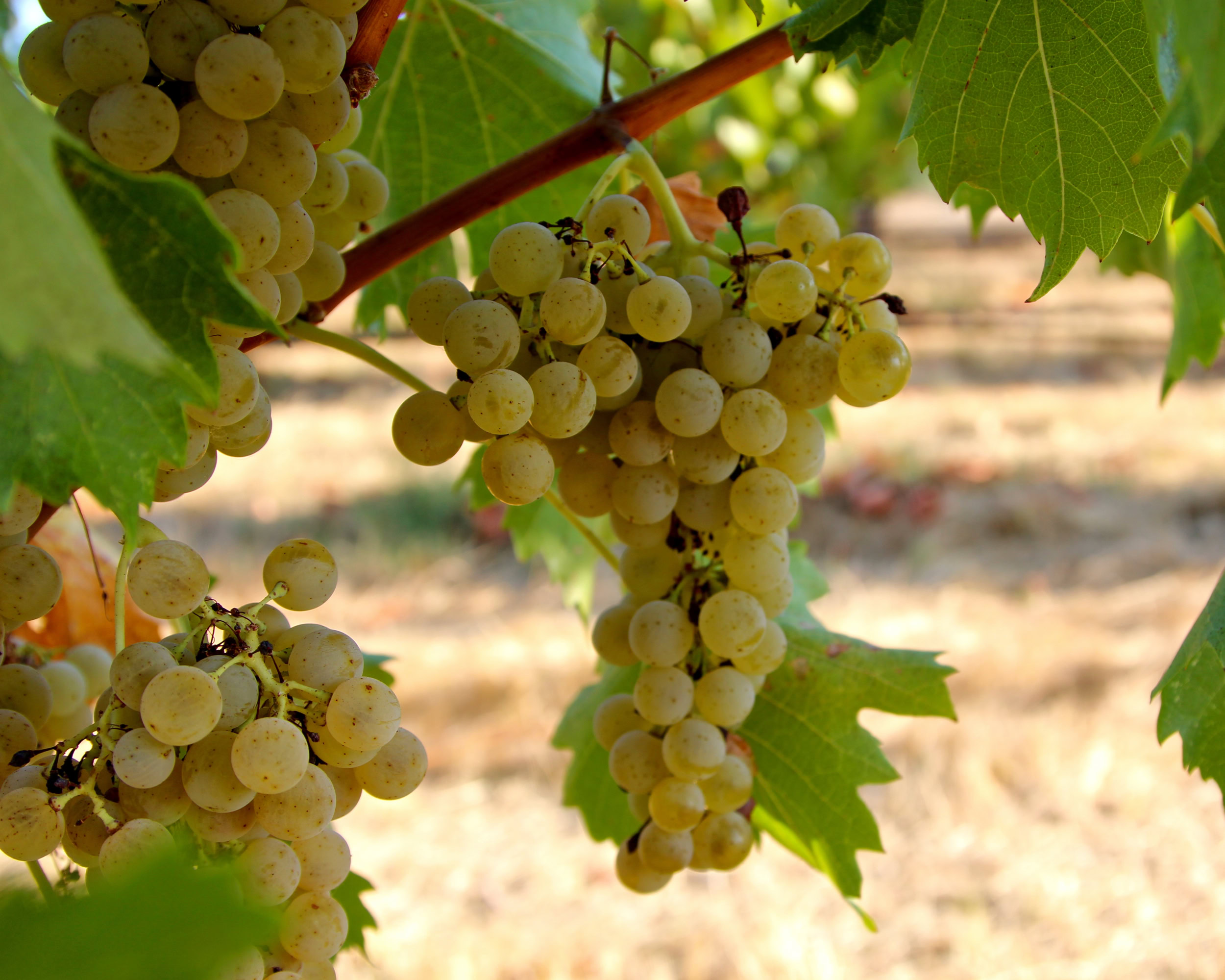 Close-up of ripe white wine grapes hanging on the vine in Lodi wine region.