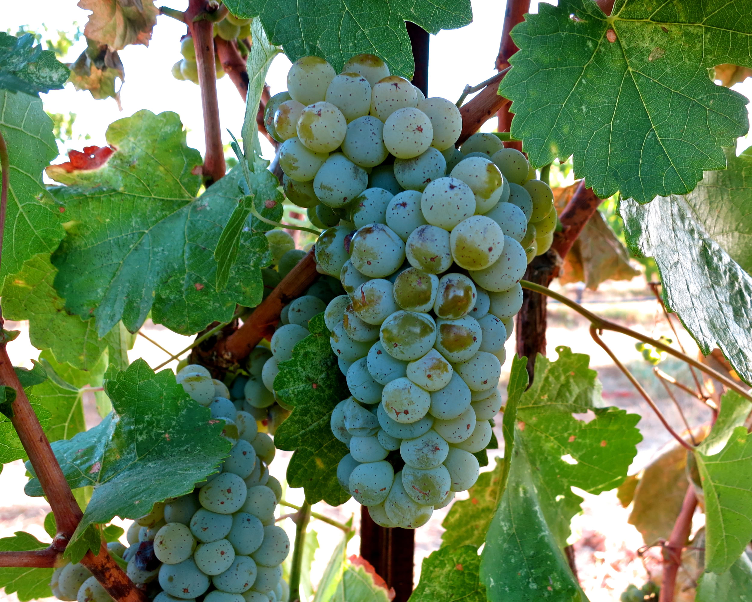 Close-up of a ripe grape cluster on a vine in Lodi wine region.