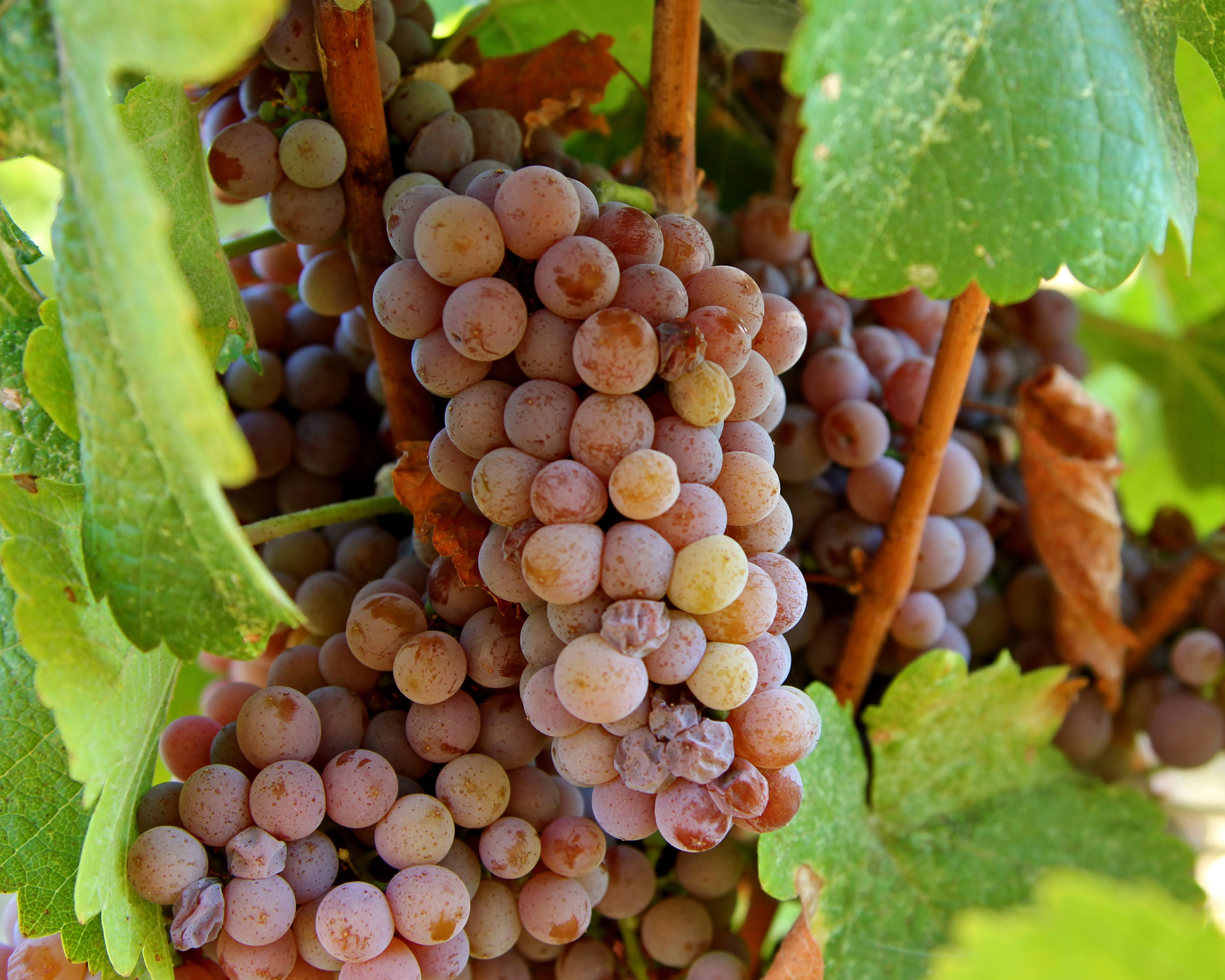 Close-up of ripe wine grapes on the vine in Lodi, California, ready for harvest.
