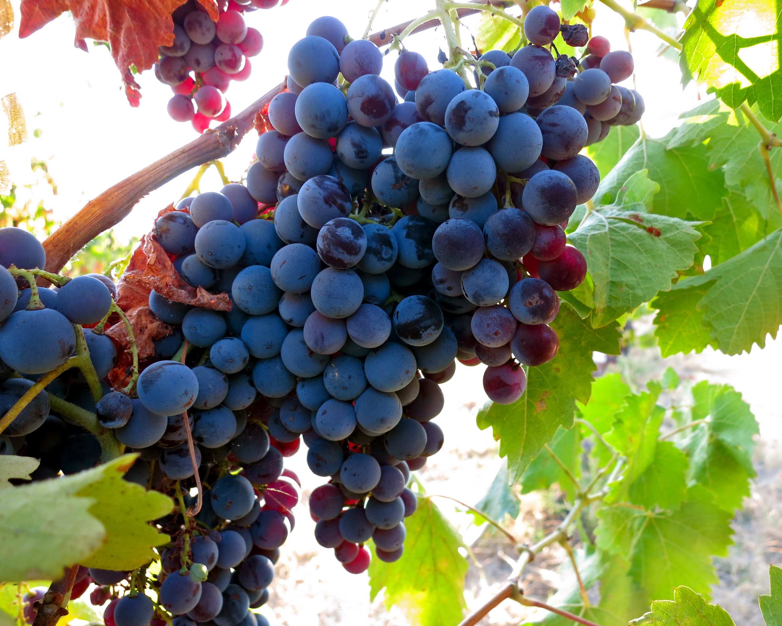 Close-up of ripe purple winegrapes hanging on the vine in Lodi, California.