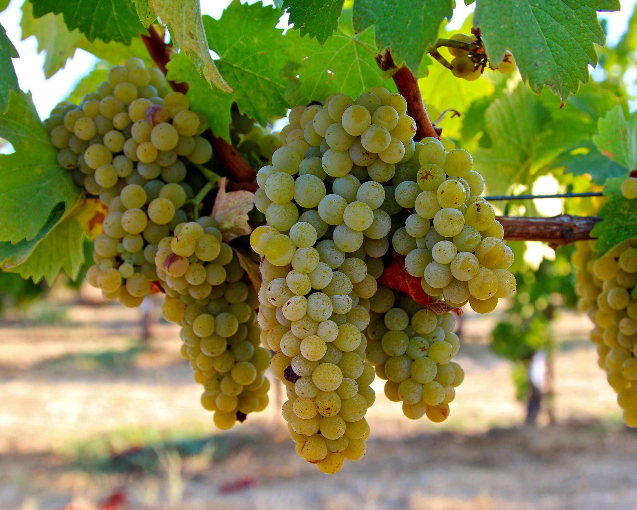 Close-up of ripe white wine grapes hanging in a vineyard, surrounded by green leaves, ready for harvest.