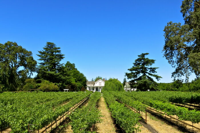Lodi winegrape vineyard with lush green vines and a white estate house in the background under a clear blue sky.