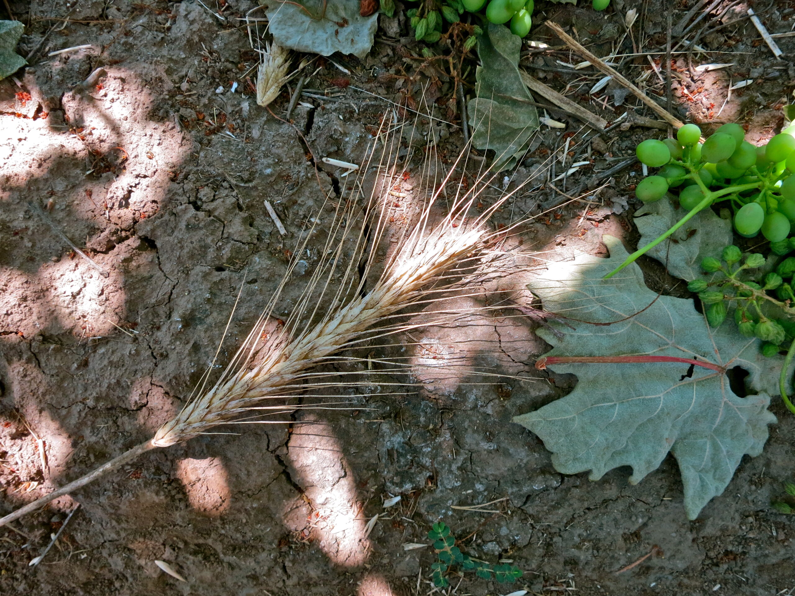 Close-up of soil, grapevine leaves, and a cluster of green grapes in a Lodi vineyard.