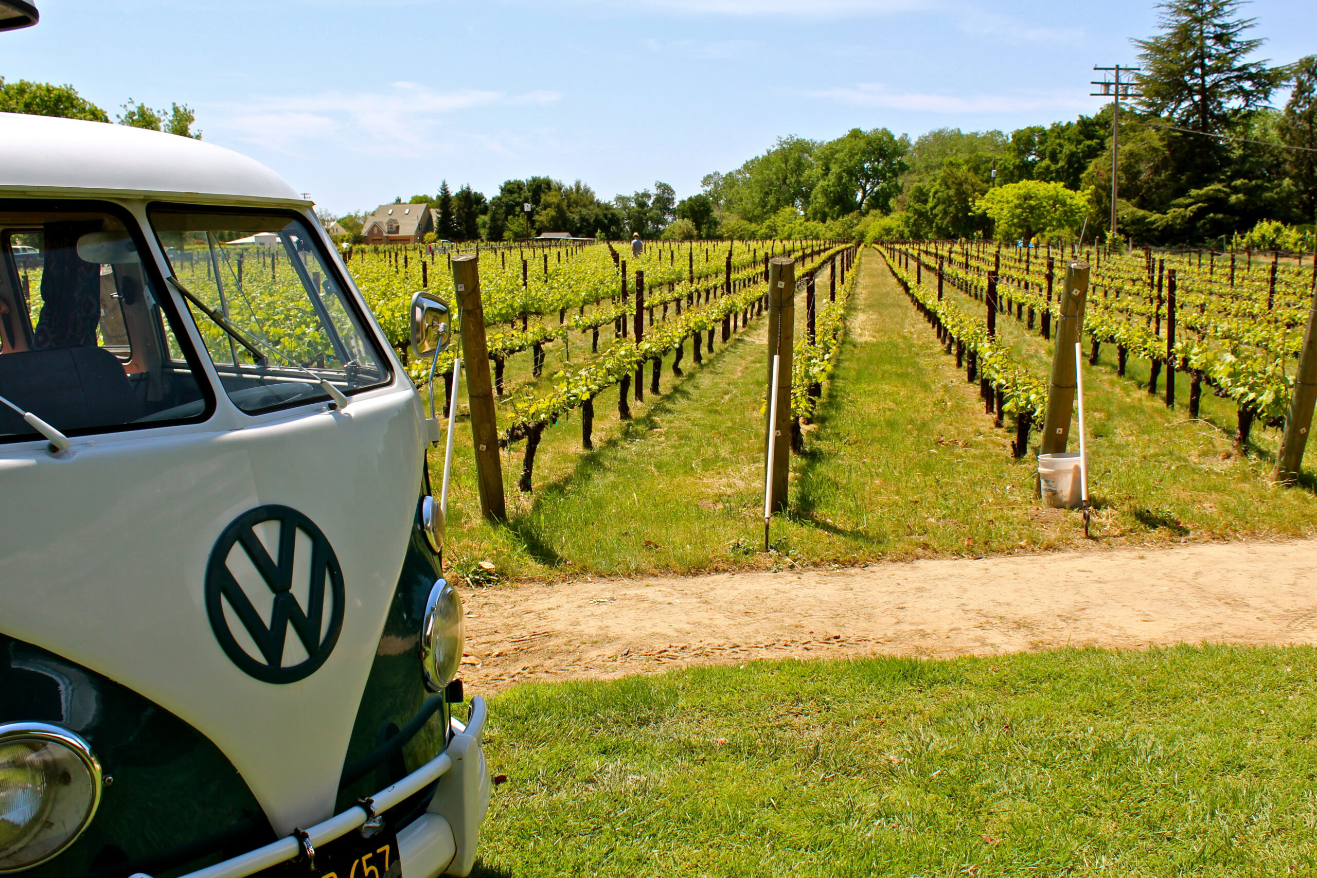 Vineyard rows in Lodi with a vintage Volkswagen van in the foreground, showcasing wine grape cultivation in California.