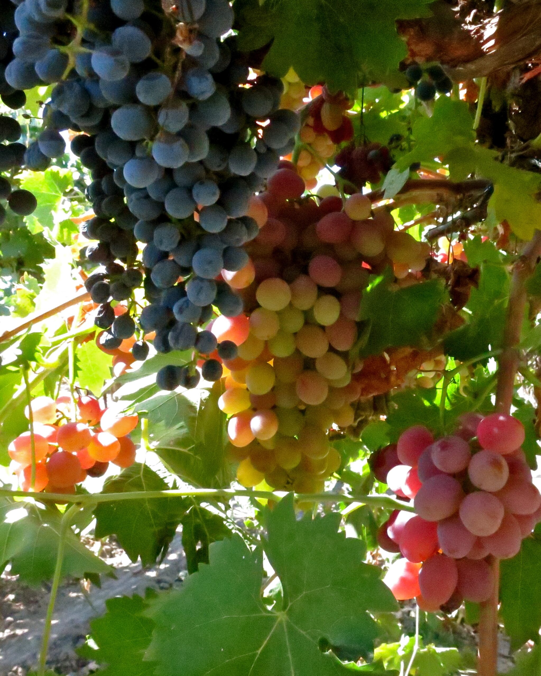 Colorful clusters of ripe grapes hanging from vine in Lodi wine region.