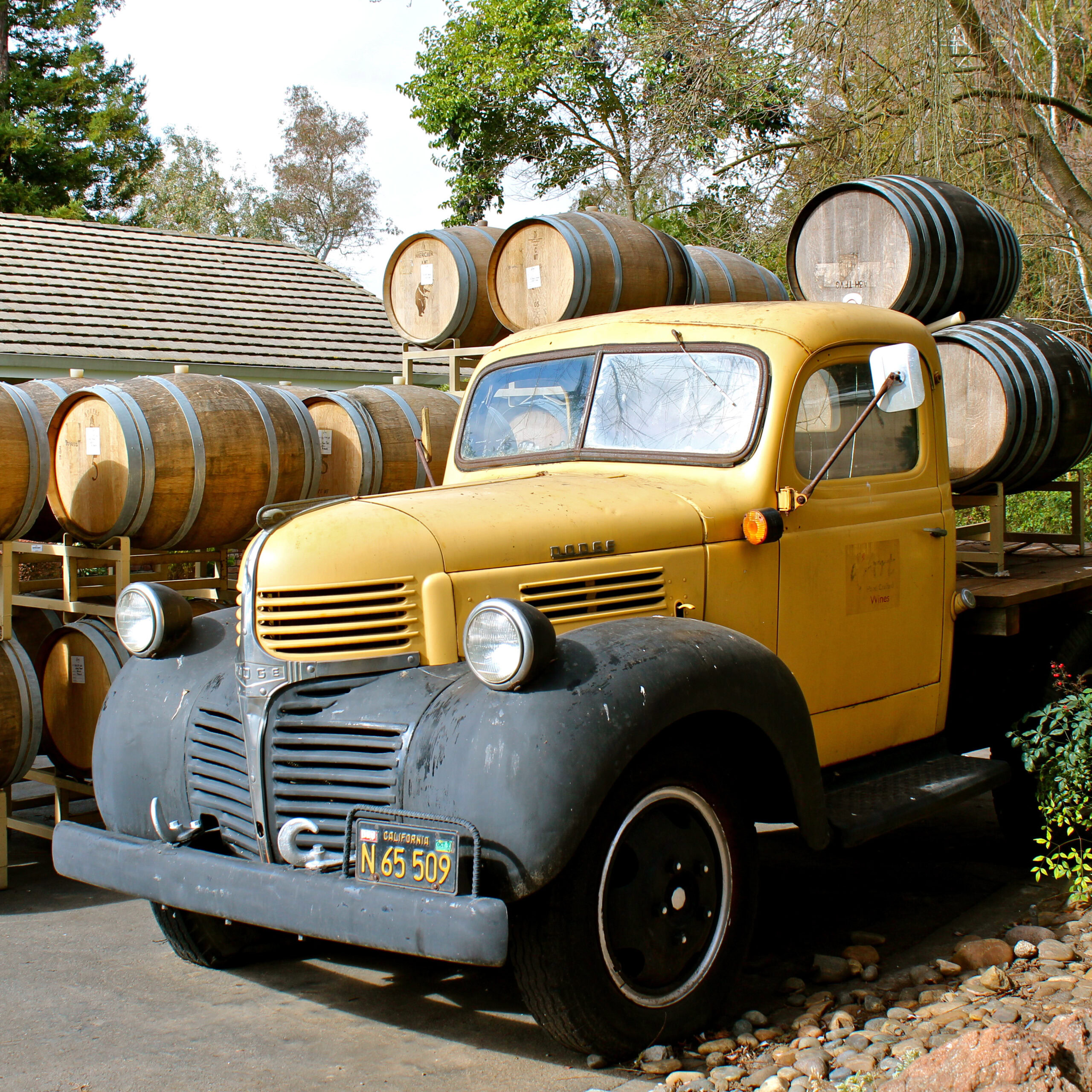 Old yellow vintage truck carrying wine barrels in a vineyard setting in Lodi, California.