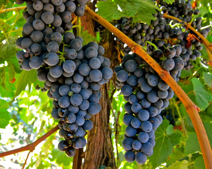 Close-up of ripe dark purple winegrapes hanging in a vineyard, with green leaves and sunlight in the background.