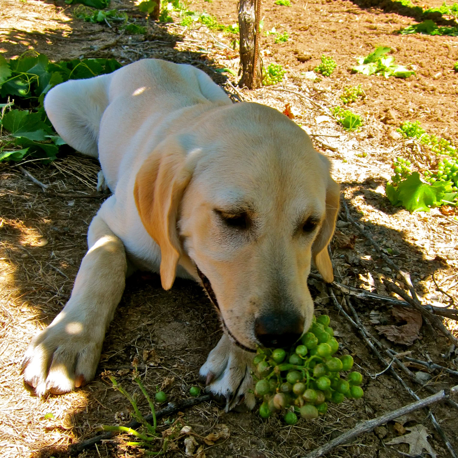 Labrador puppy lying on vineyard soil with grape cluster in a vineyard setting.