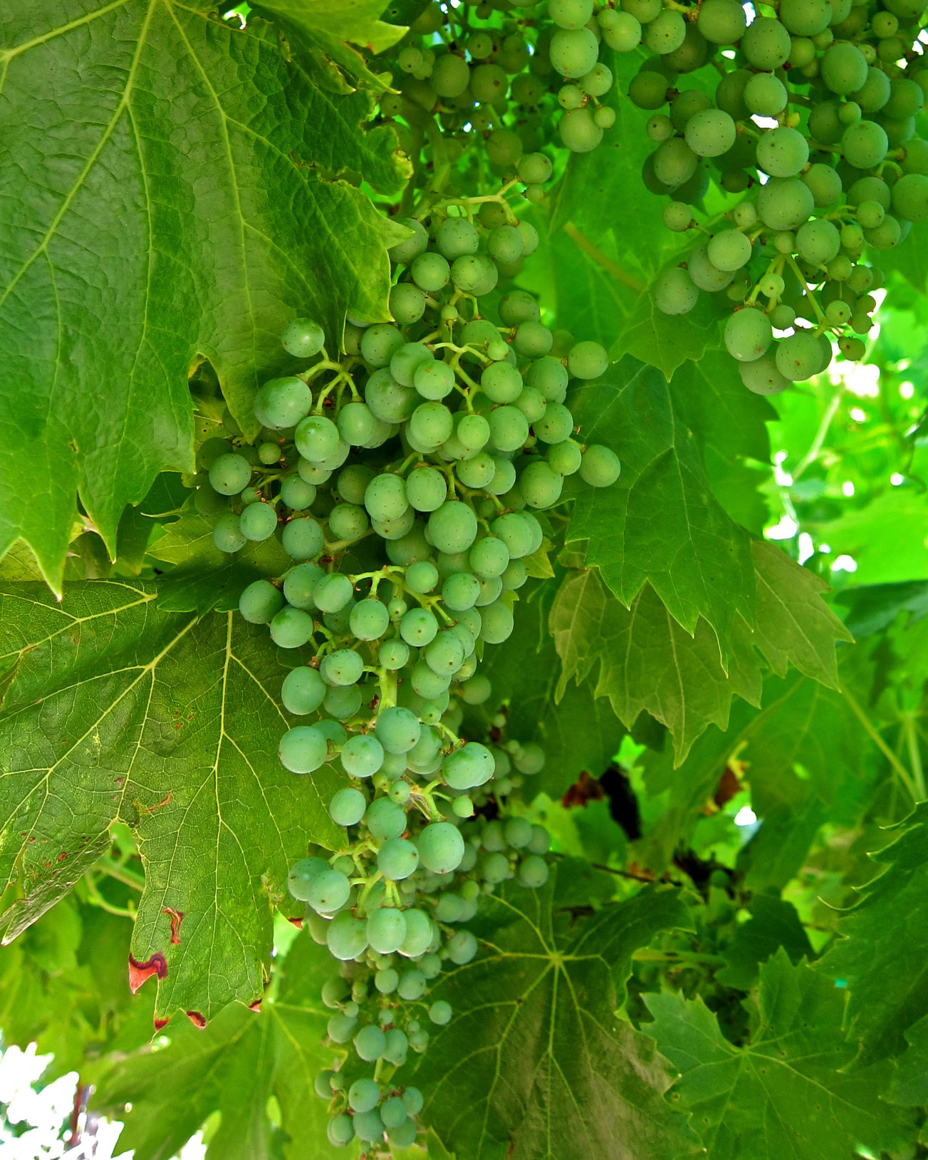 Close-up of green winegrapes hanging on the vine with lush green leaves in the background.
