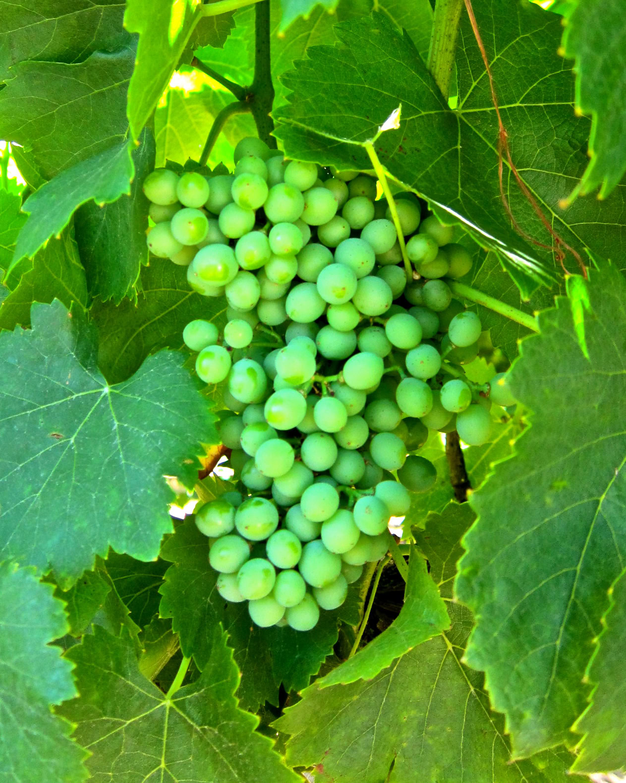 Green wine grapes hanging on vine surrounded by large green leaves in Lodi, California.