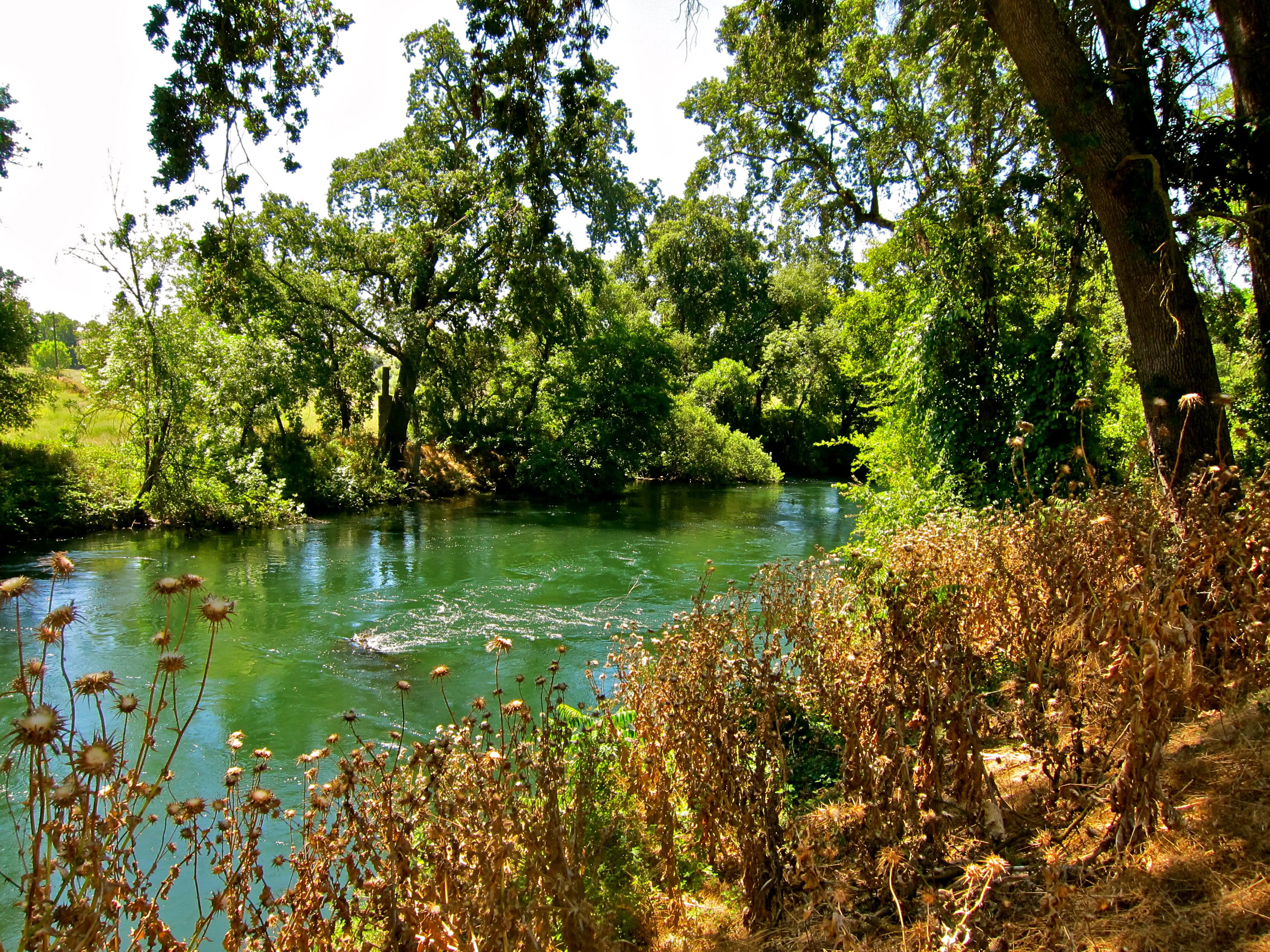 Lodi Winegrape Commission vineyard with lush trees and a flowing river, showcasing California's wine-growing region.