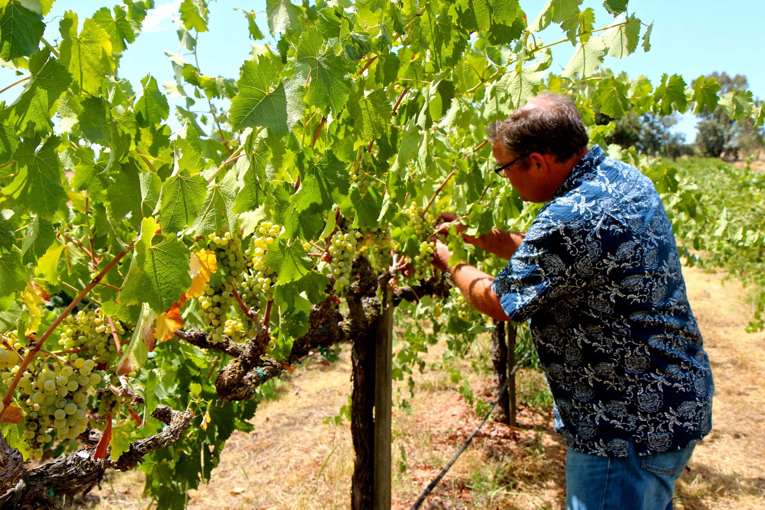 Man harvesting grapes in a lush vineyard during daytime in Lodi, California.