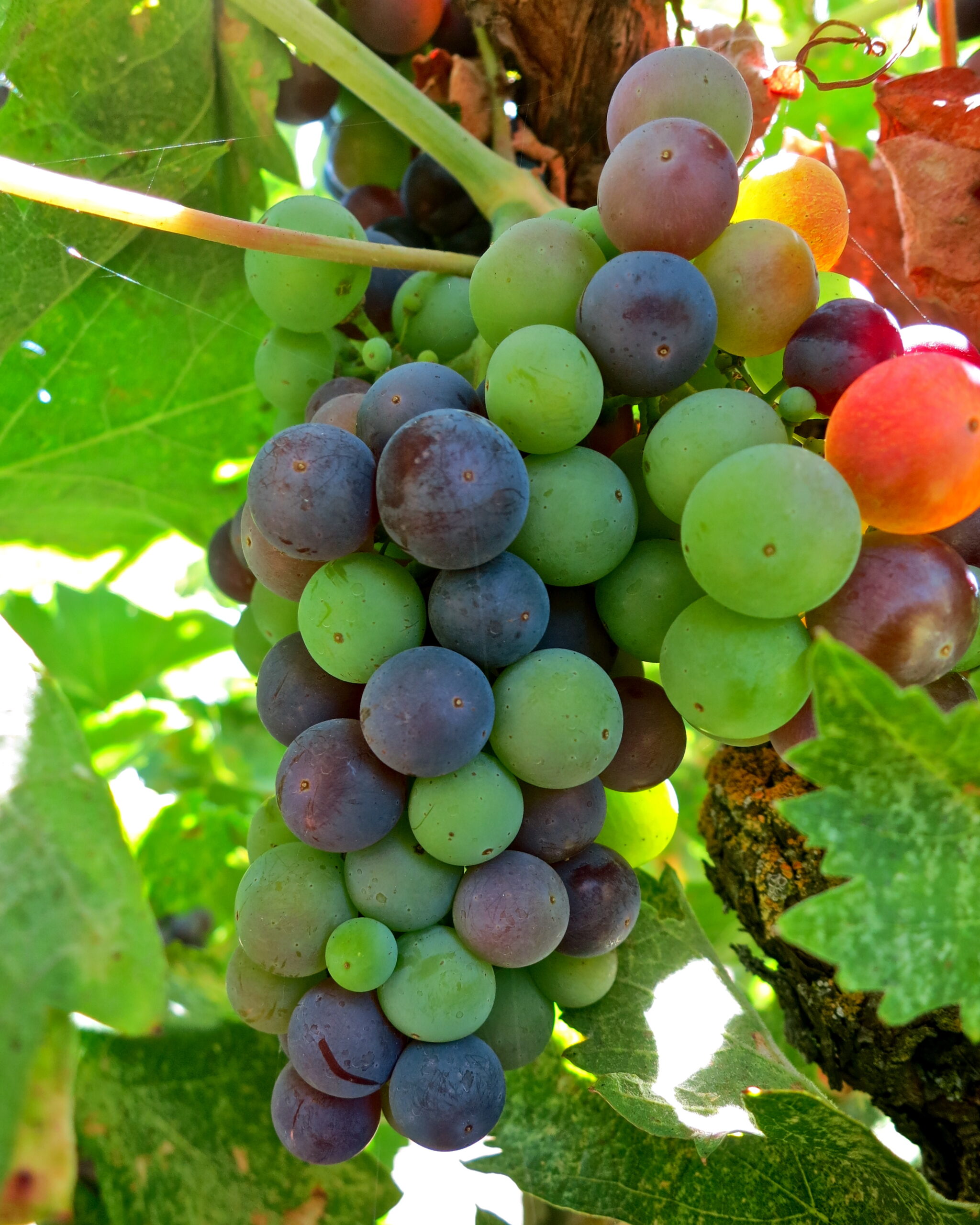 Close-up of ripe and unripe wine grapes on a vine in Lodi, California.