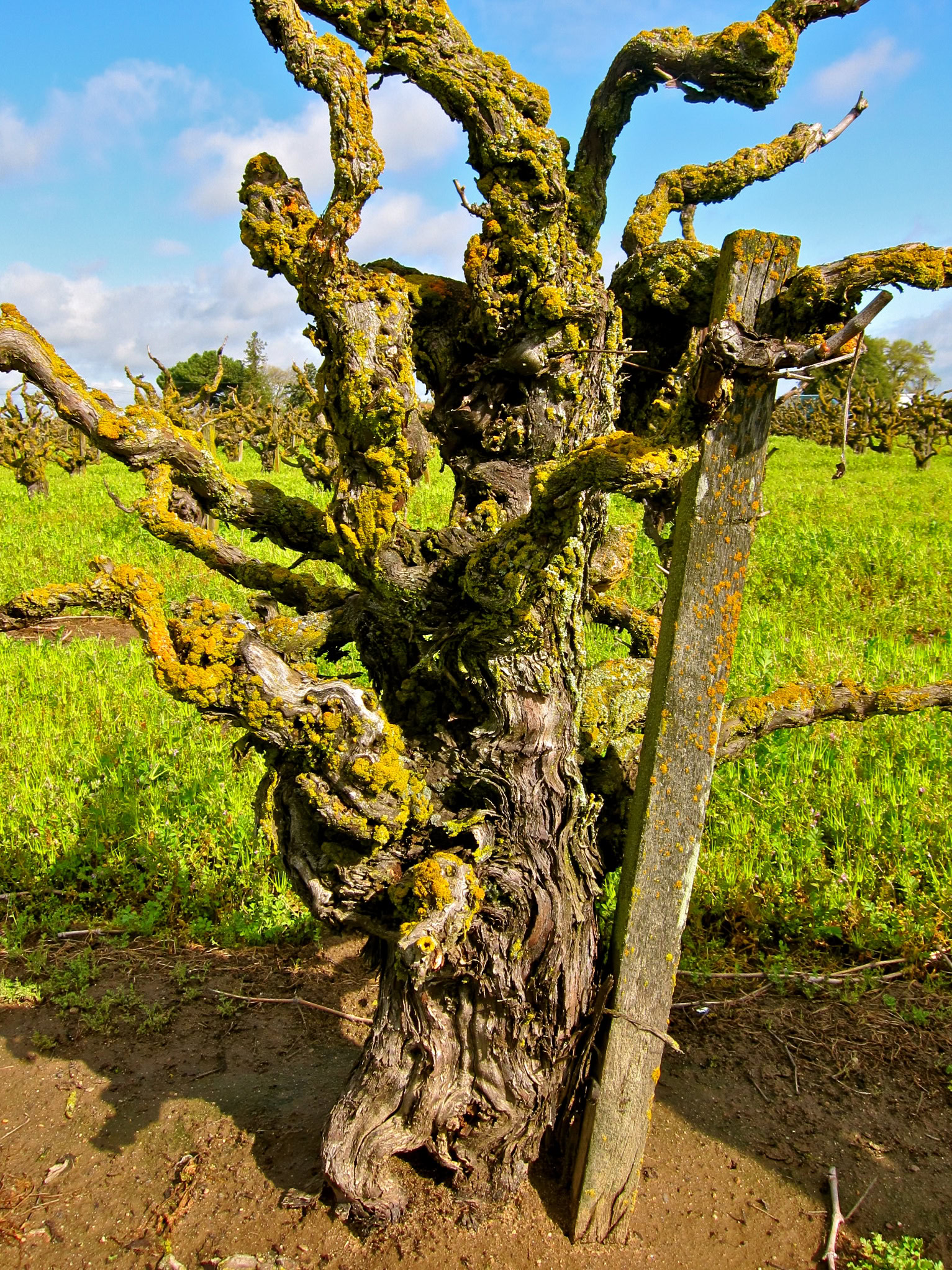Ancient, gnarled wine grape vine in Lodi vineyard with moss-covered branches and bright blue sky.