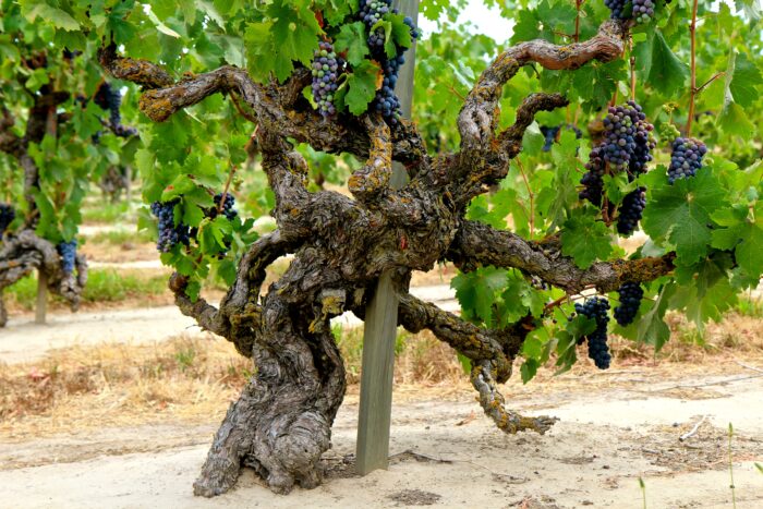 Grapevine with dark purple grapes growing in a vineyard, showcasing healthy foliage and mature fruit.