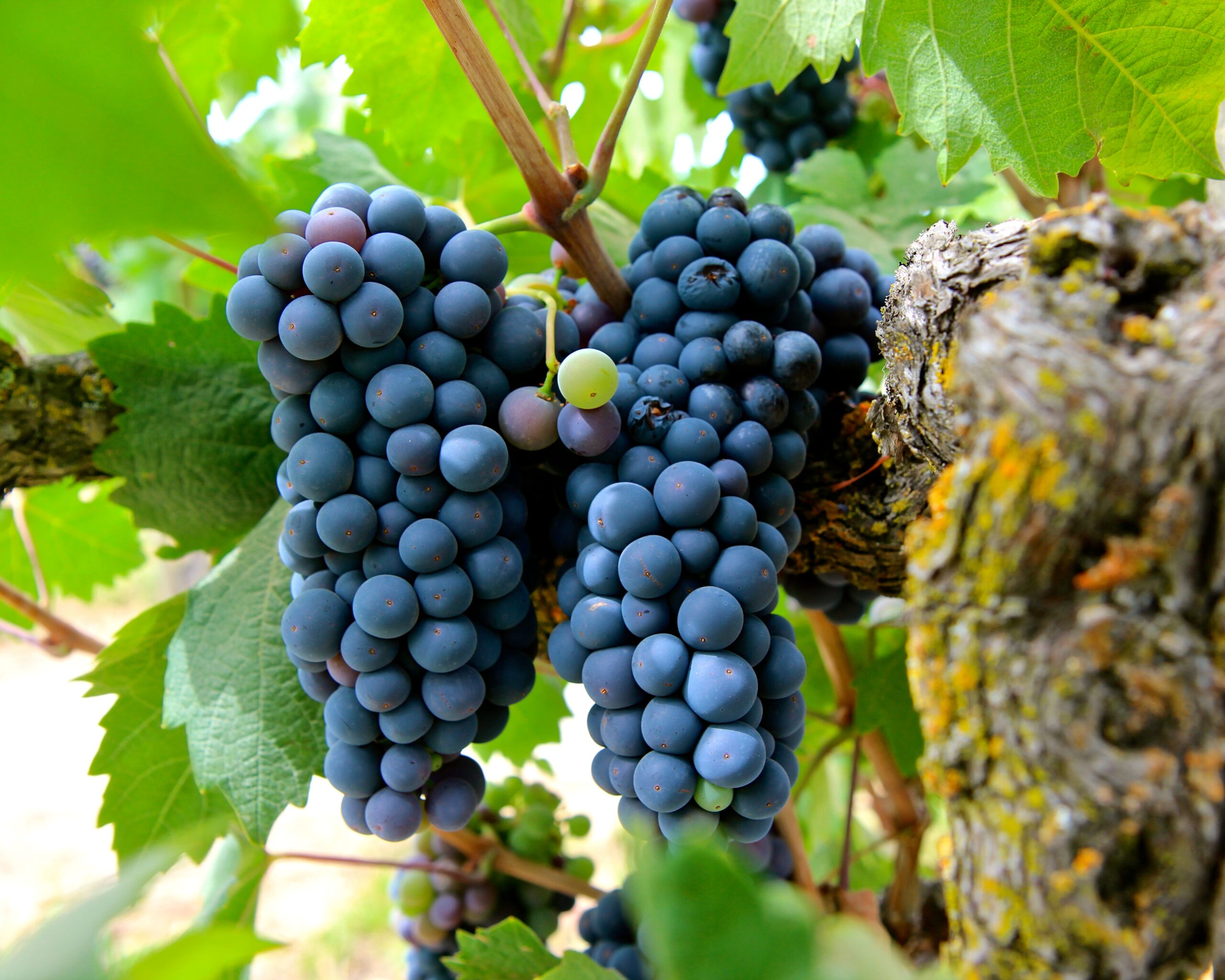 Close-up of ripe dark purple wine grapes hanging on the vine in Lodi, California.