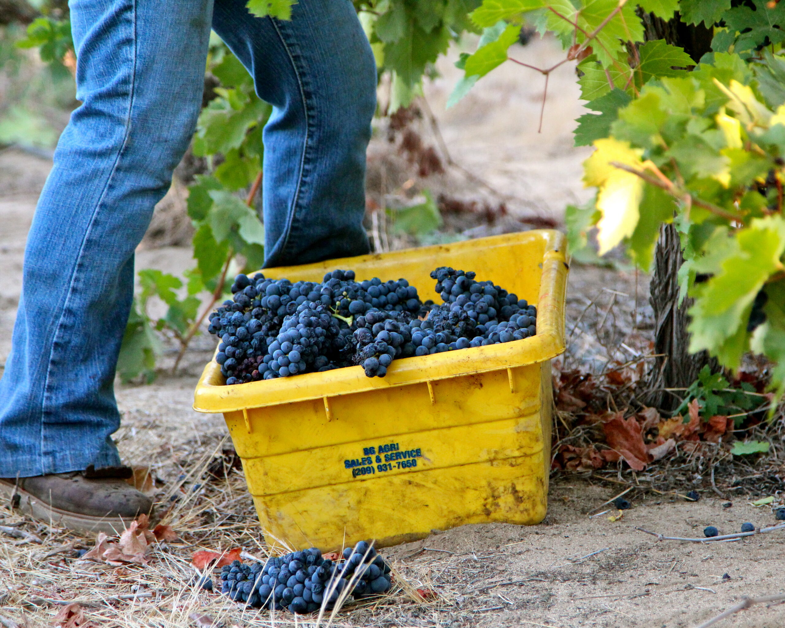 Person harvesting grapes in Lodi vineyard with a yellow basket of ripe winegrapes.