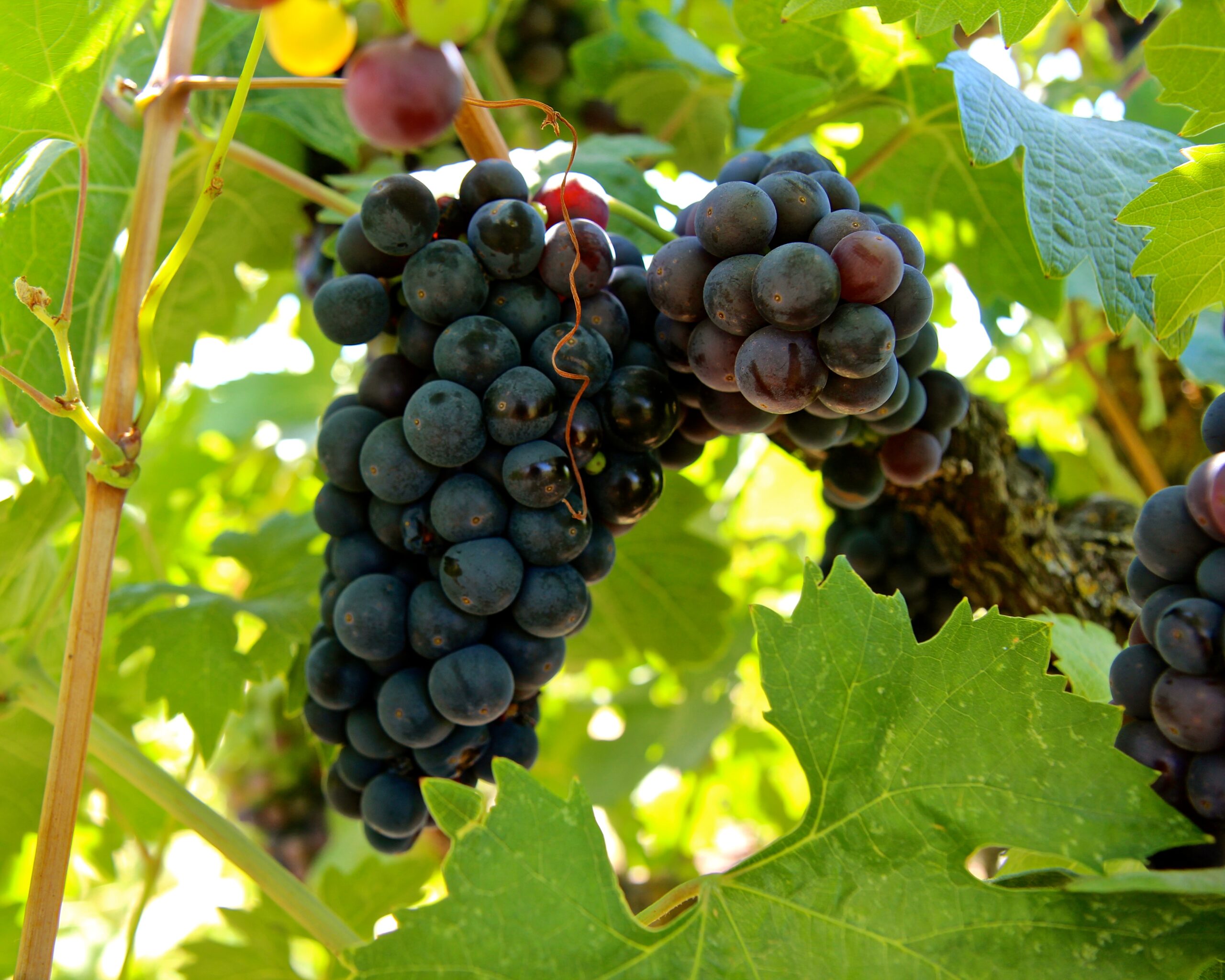 Close-up of ripe dark purple winegrapes hanging on vine in Lodi vineyard.