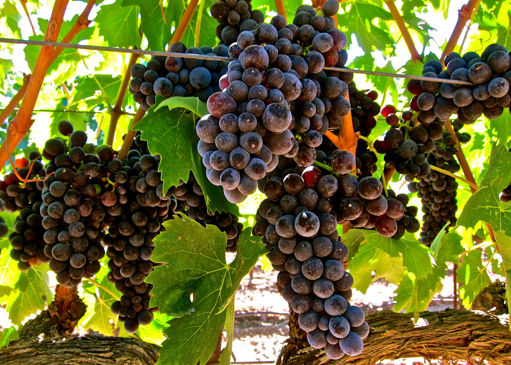 Close-up of ripe dark purple wine grapes hanging on the vine in Lodi, California.