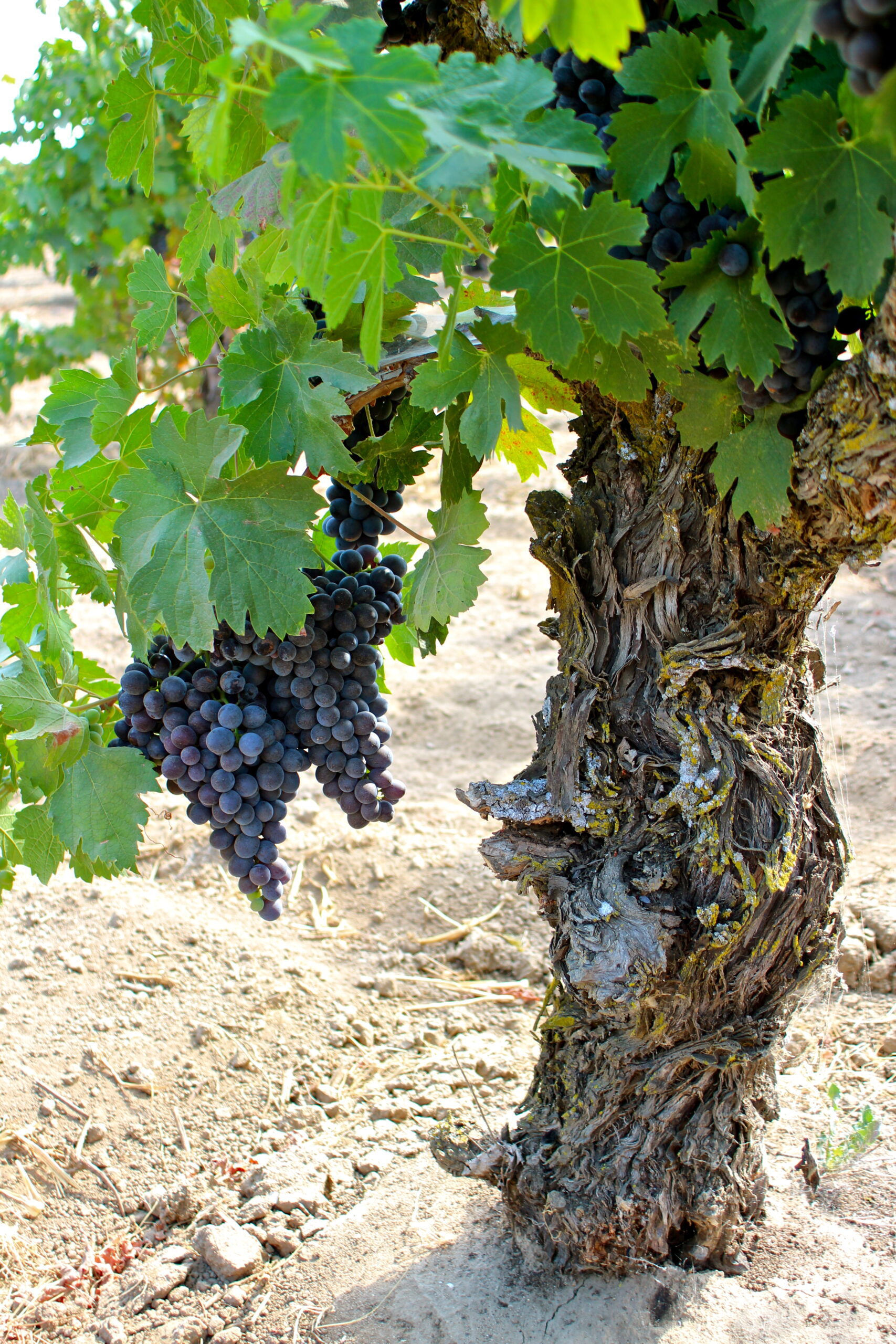 Close-up of a grapevine with ripe dark grapes in a Lodi vineyard, showcasing healthy leaves and gnarled trunk.