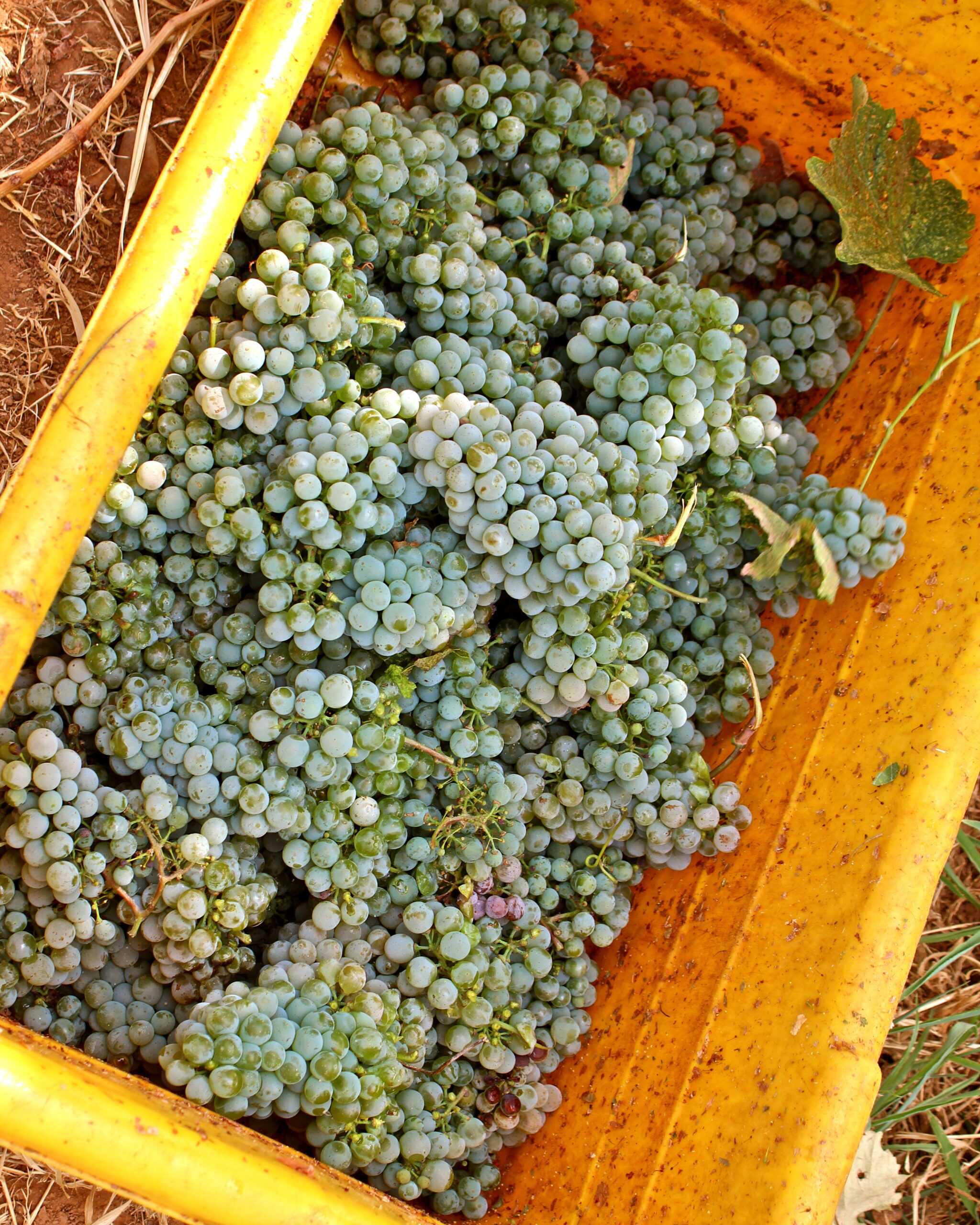 Freshly harvested green winegrapes in a yellow container from Lodi, California vineyard.
