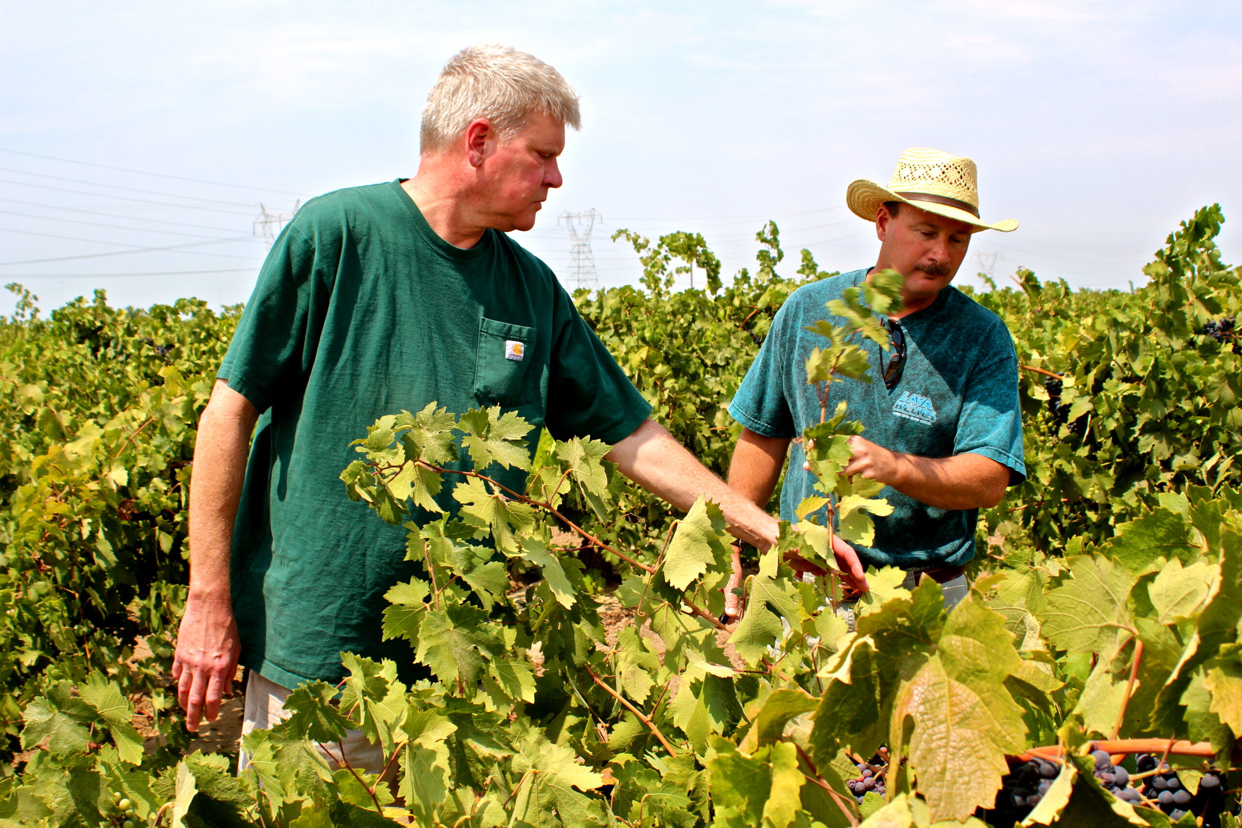 Two men inspecting grapevines in a lush vineyard, representing Lodi Winegrape Commission's viticulture efforts.