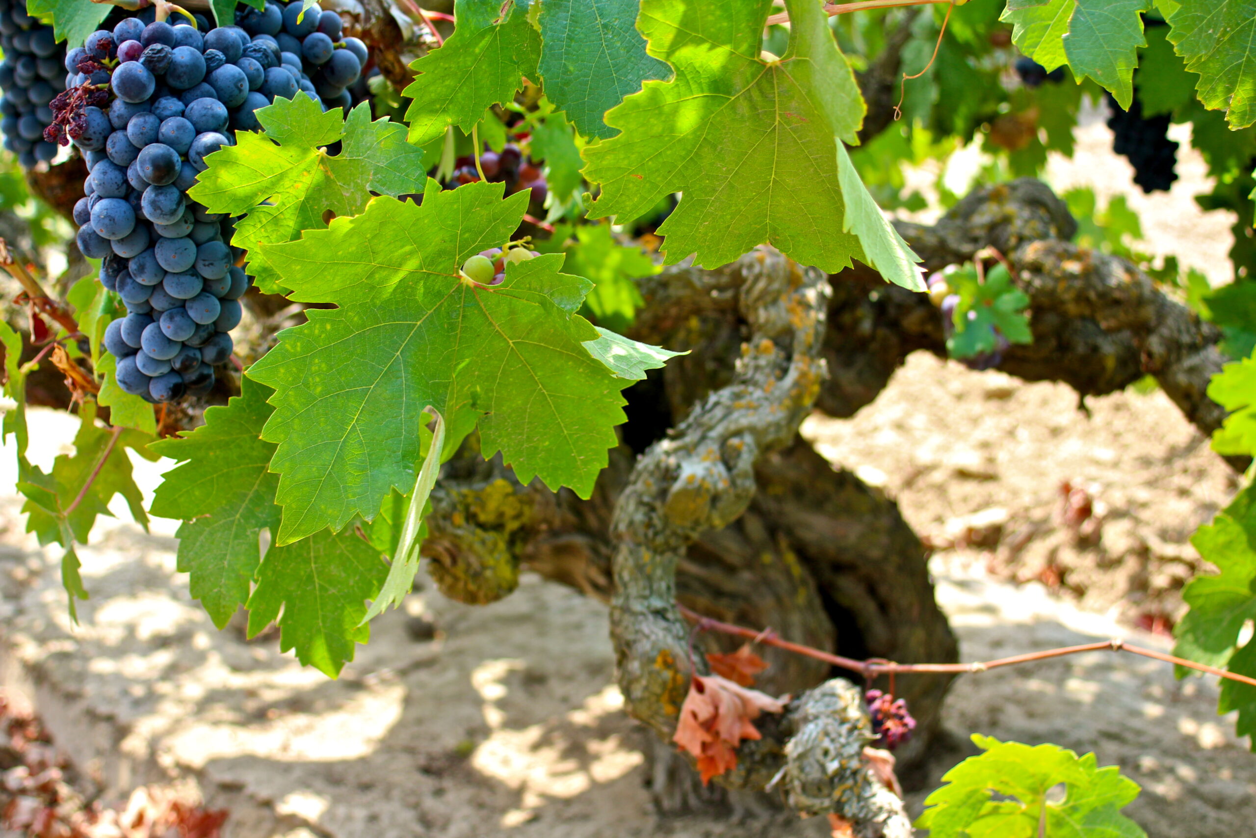 Close-up of ripe grapes on a vine in Lodi wine country, showcasing healthy leaves and grape clusters.