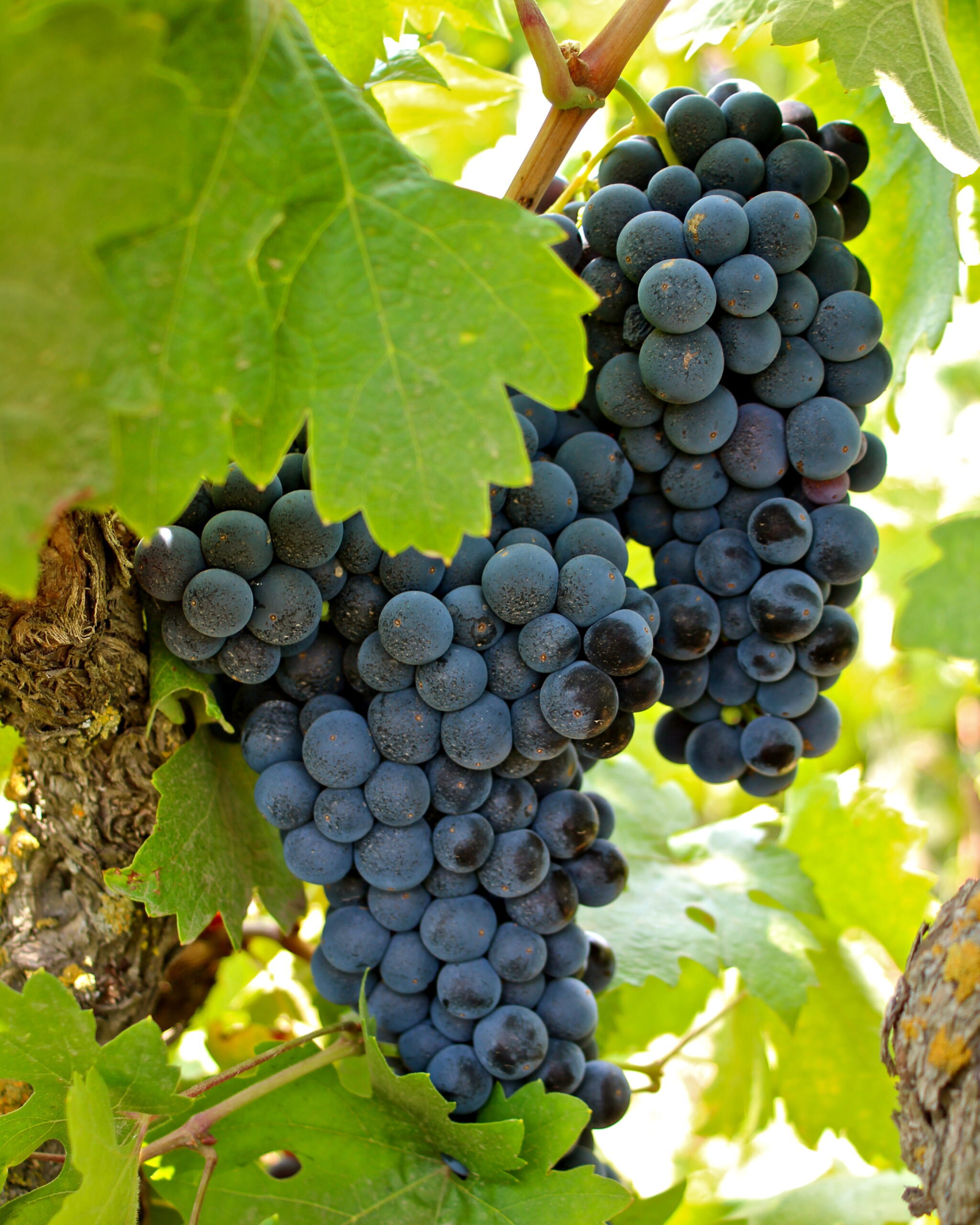 Close-up of ripe dark purple wine grapes hanging on the vine in Lodi, California.