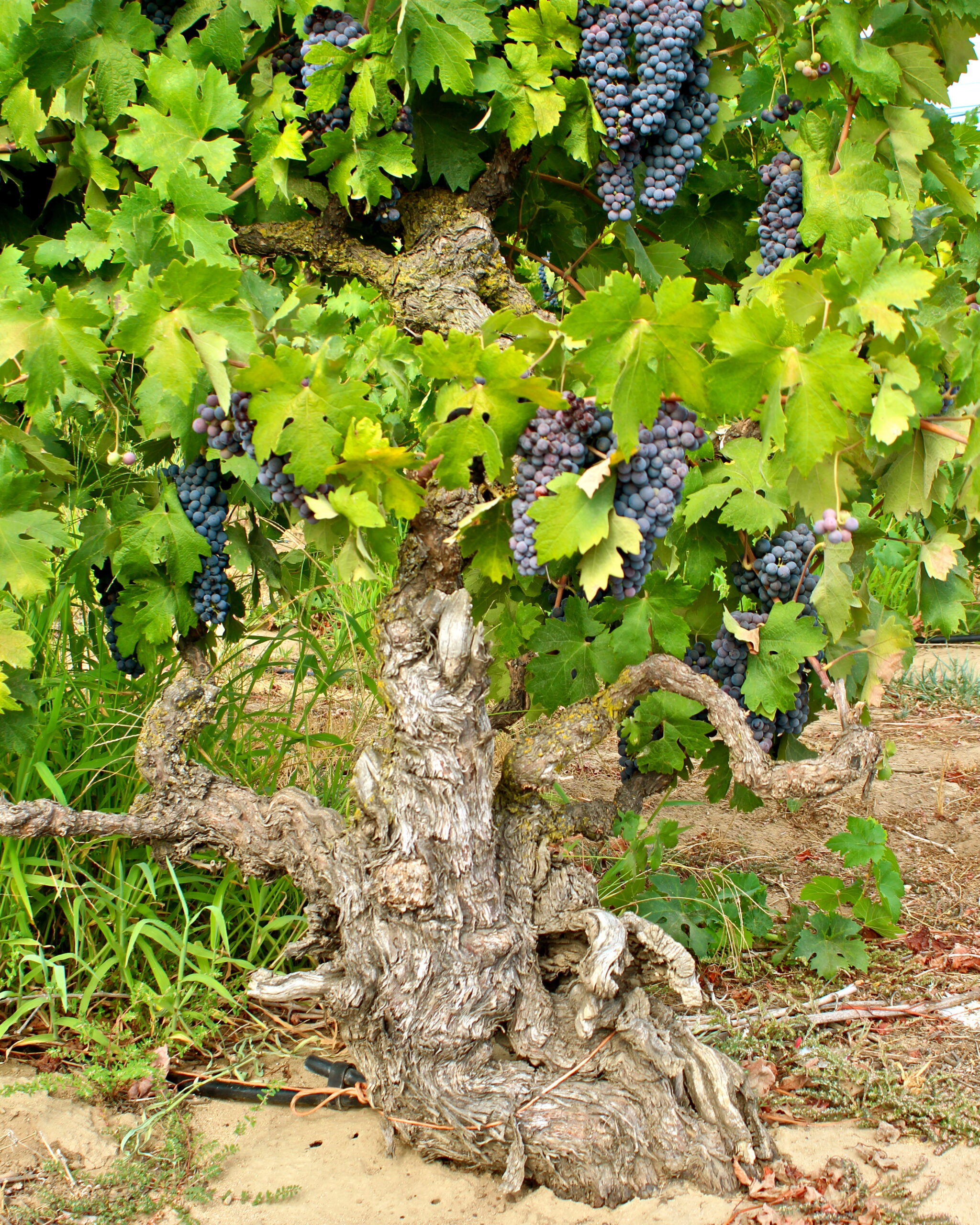 Grapevine with ripe purple grapes and green leaves in a vineyard setting.