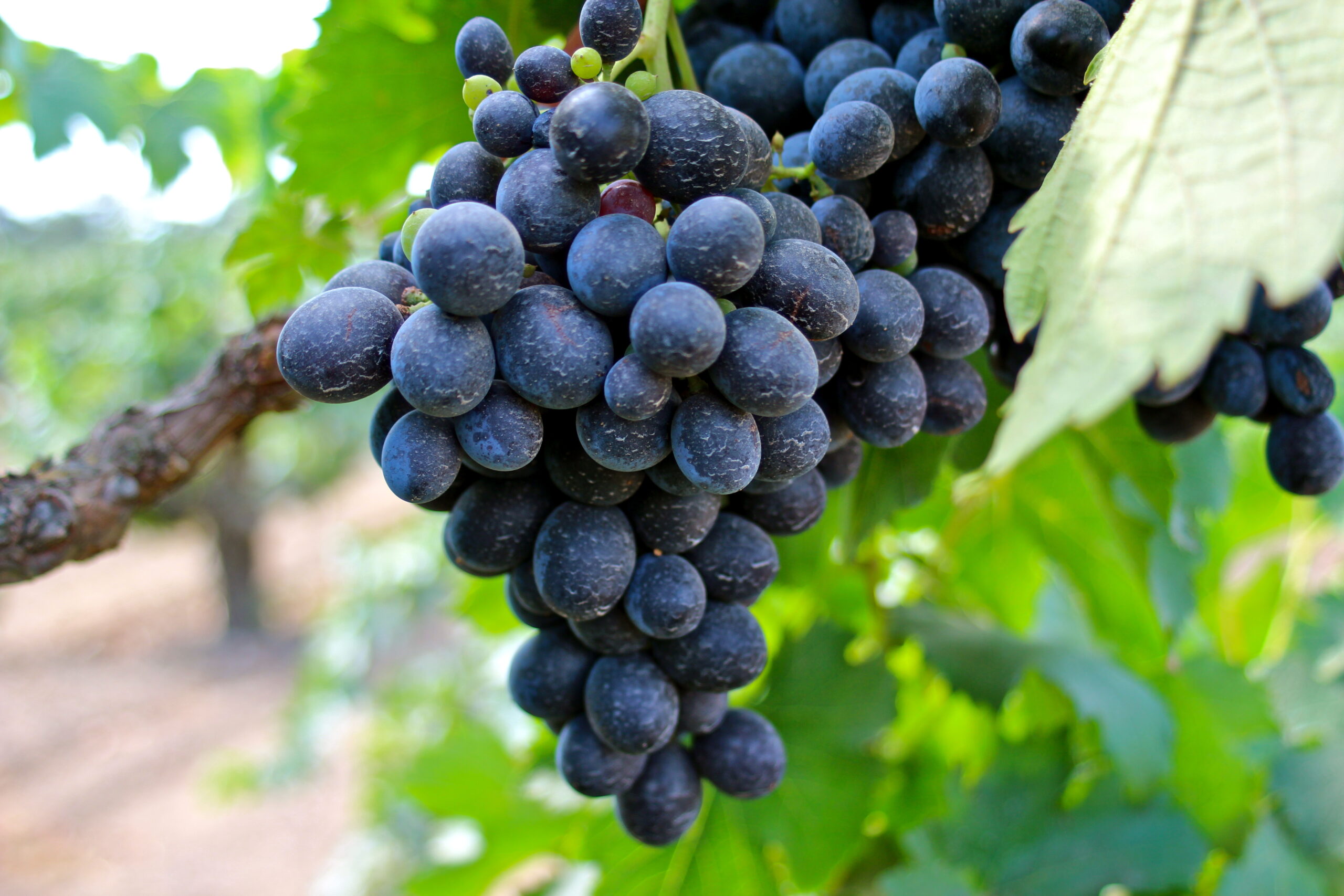 Close-up of ripe dark purple wine grapes on the vine in Lodi, California.