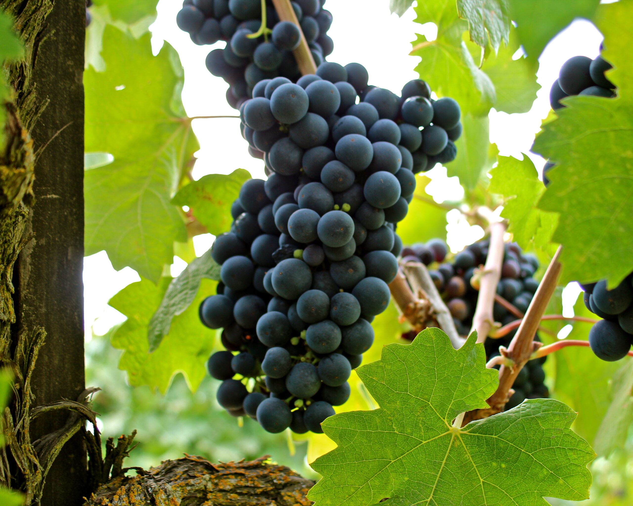 Close-up of ripe dark purple wine grapes hanging on the vine in Lodi, California.