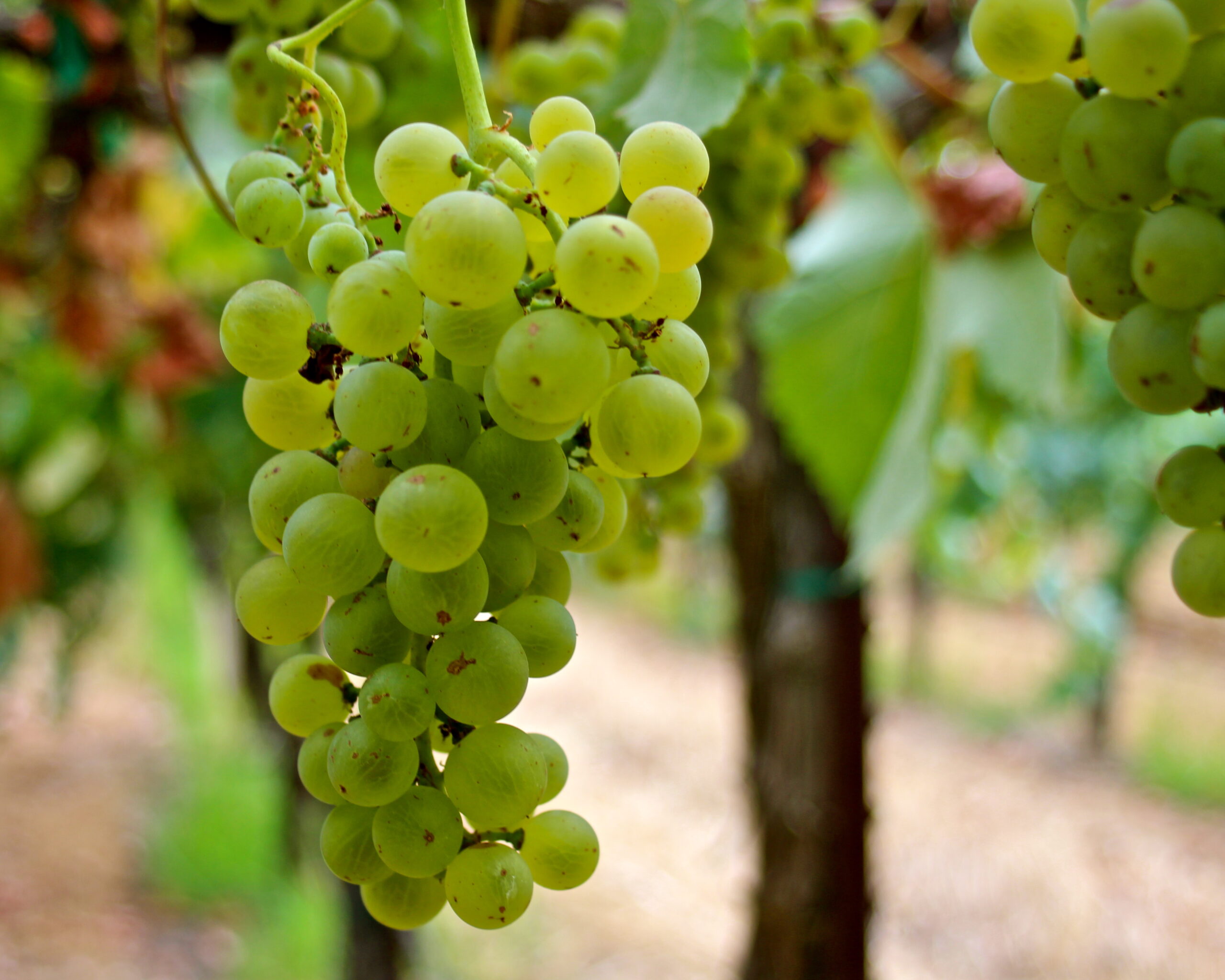 Close-up of a green winegrape cluster hanging from a vine in Lodi, California.