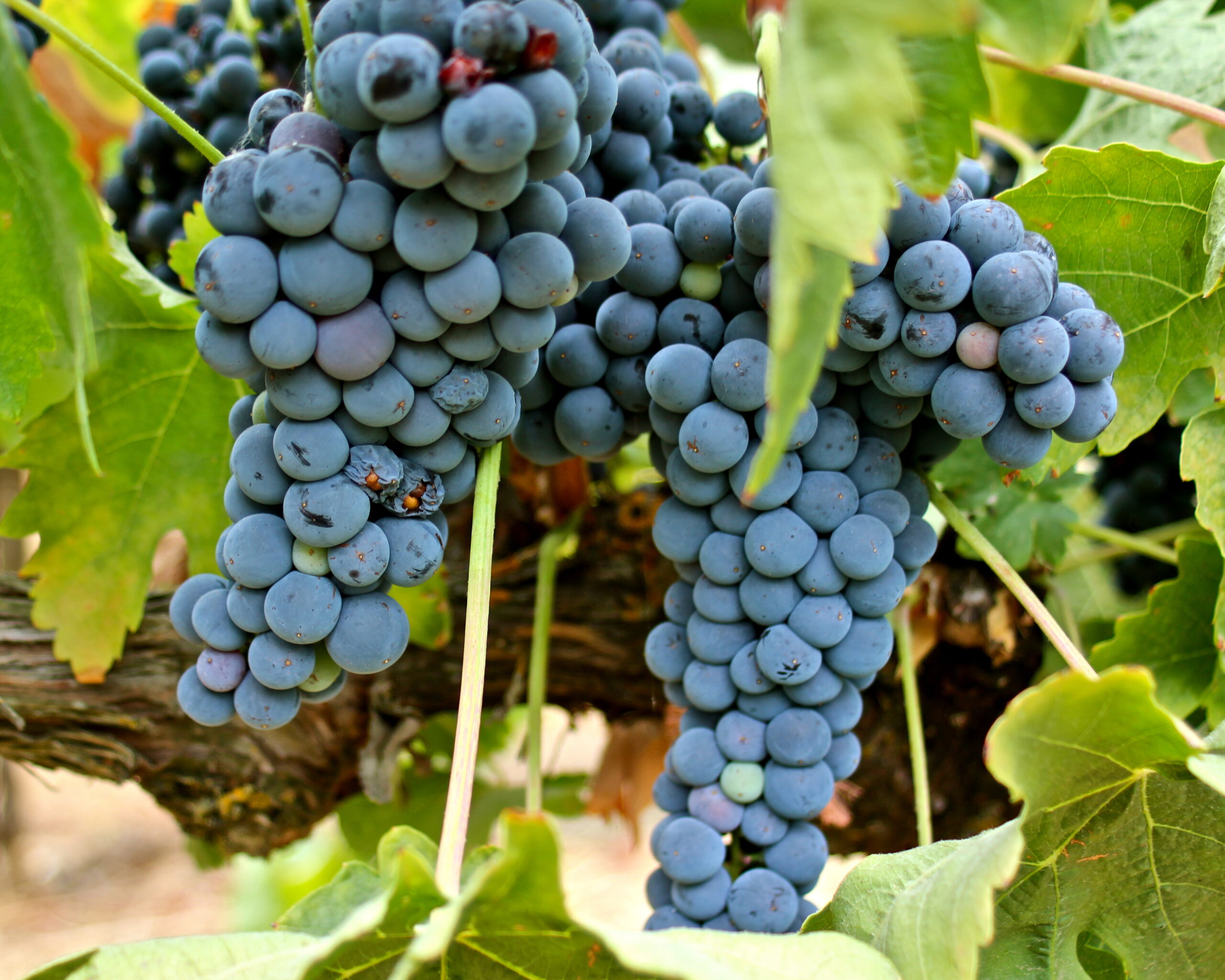 Close-up of ripe dark purple wine grapes hanging on the vine in Lodi, California.