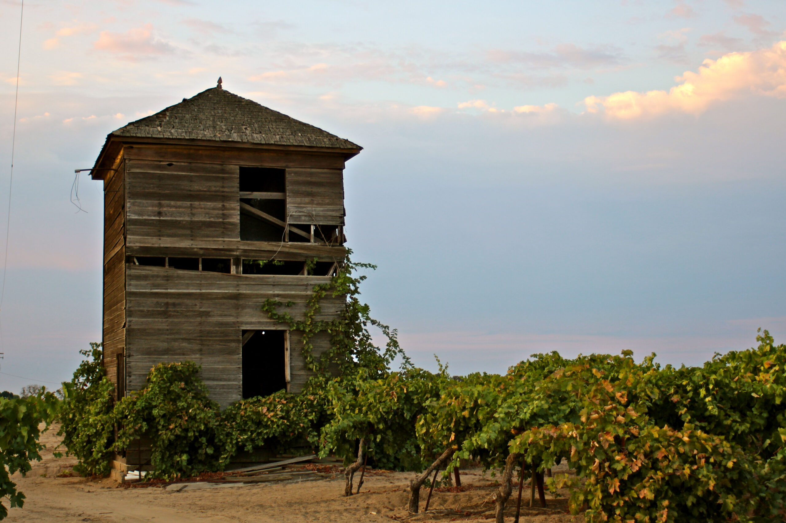 Historic wooden winery tower surrounded by lush grapevines in Lodi, California at sunset.